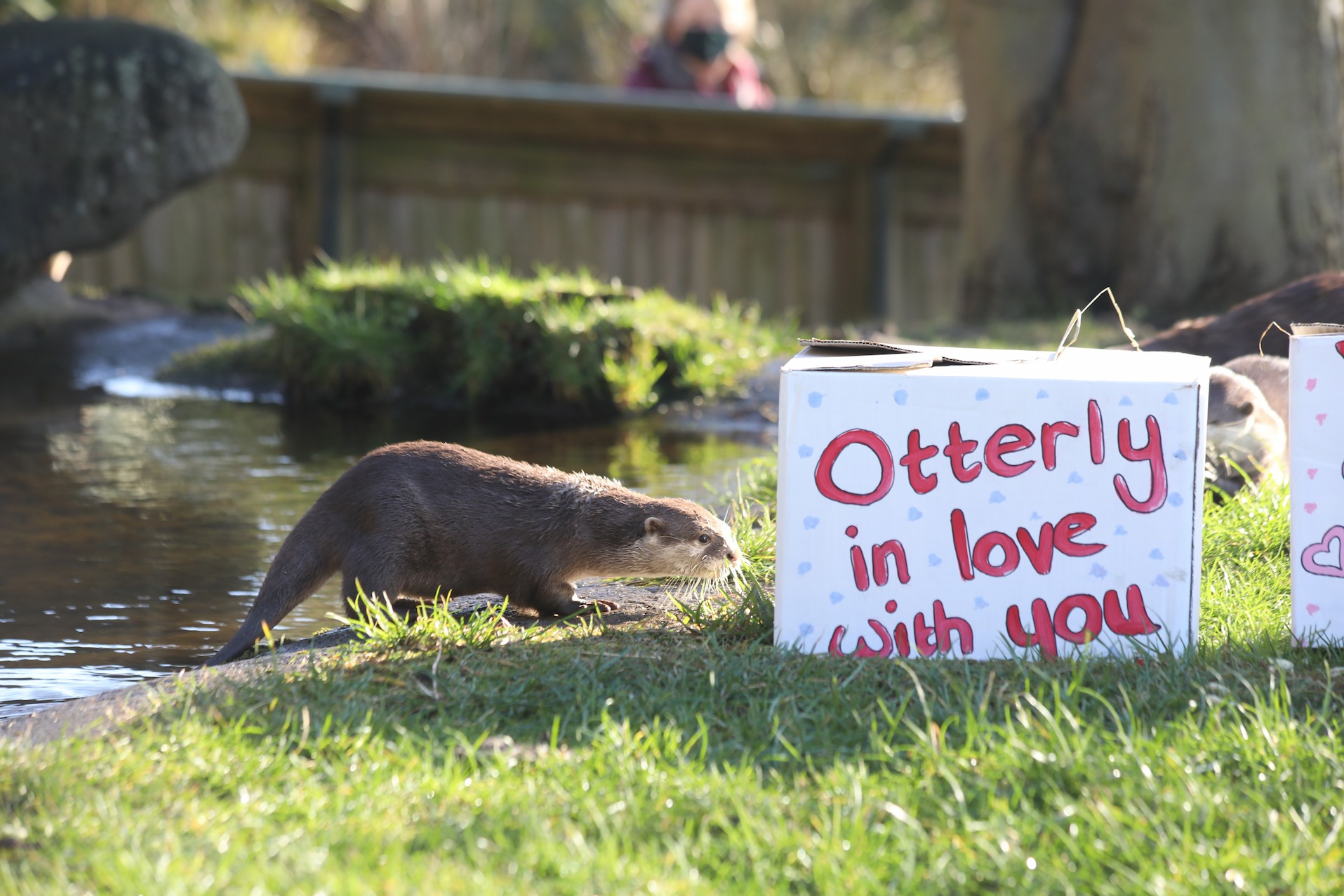 Otter sniffing decorated valentines box which says otterly in love with you in red writing on white background

Image: JASMINE GEDDES 2022