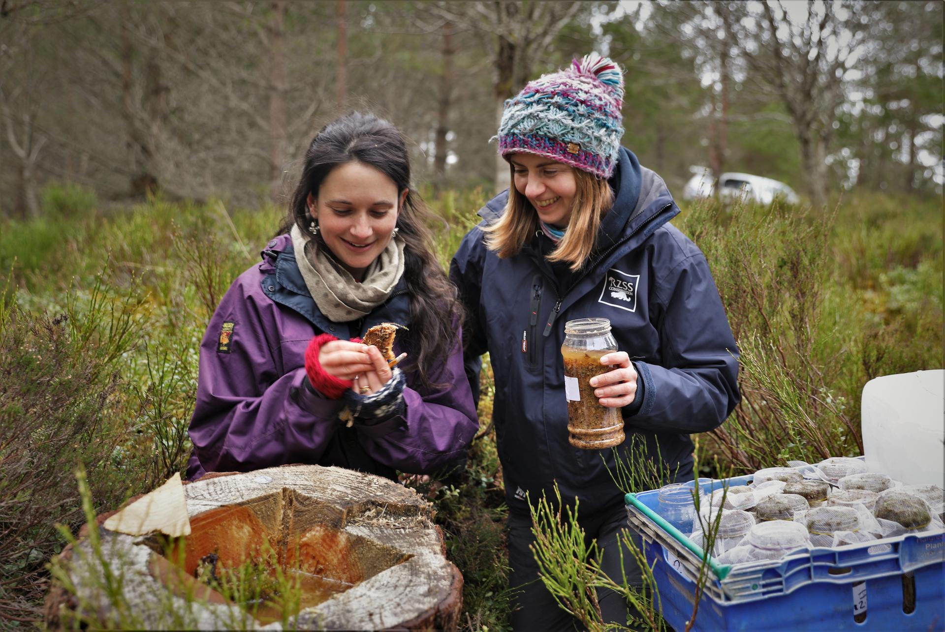 Conservation Manager Helen Taylor and Rare Invertebrates in the Cairngorms project officer Genevieve Tompkins at pine hoverfly releases

Image: RZSS