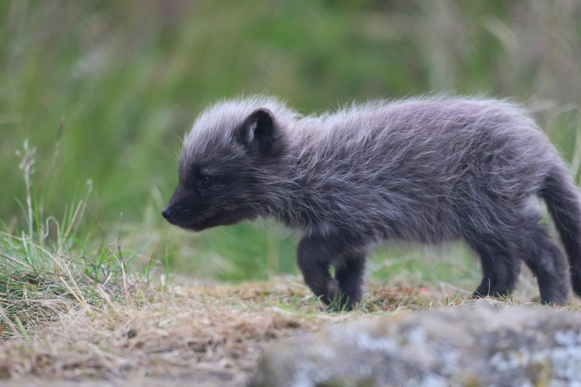 Arctic fox cub at Highland Wildlife Park walking through grass

Image: AMY MIDDLETON 2023