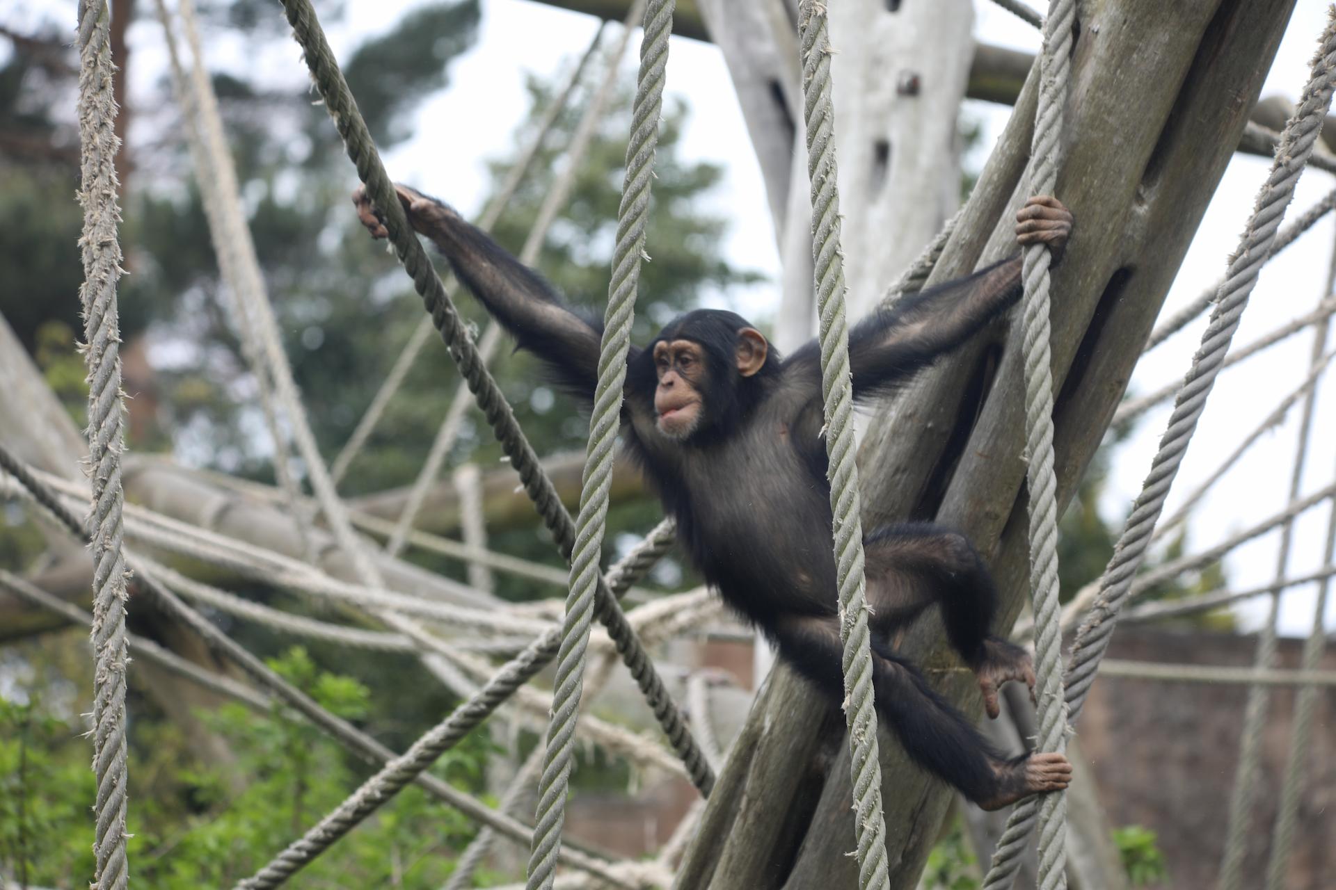 Chimpanzee Masindi swinging through ropes in outdoor Budongo enclosure

Image: AMY MIDDLETON 2023