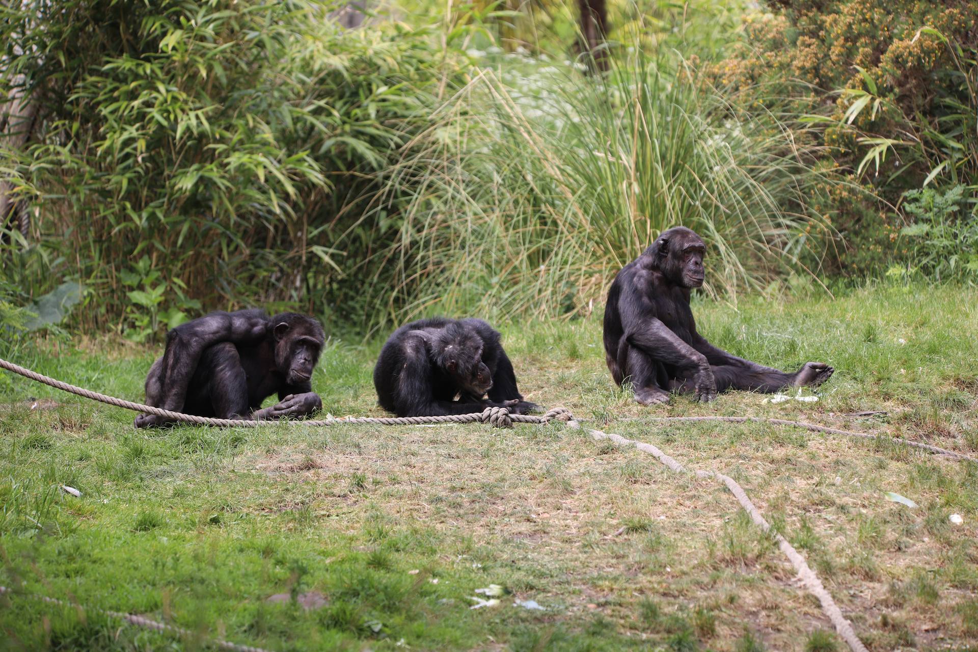 Group of three chimpanzees sitting outside on ground Budongo

Image: AMY MIDDLETON 2023