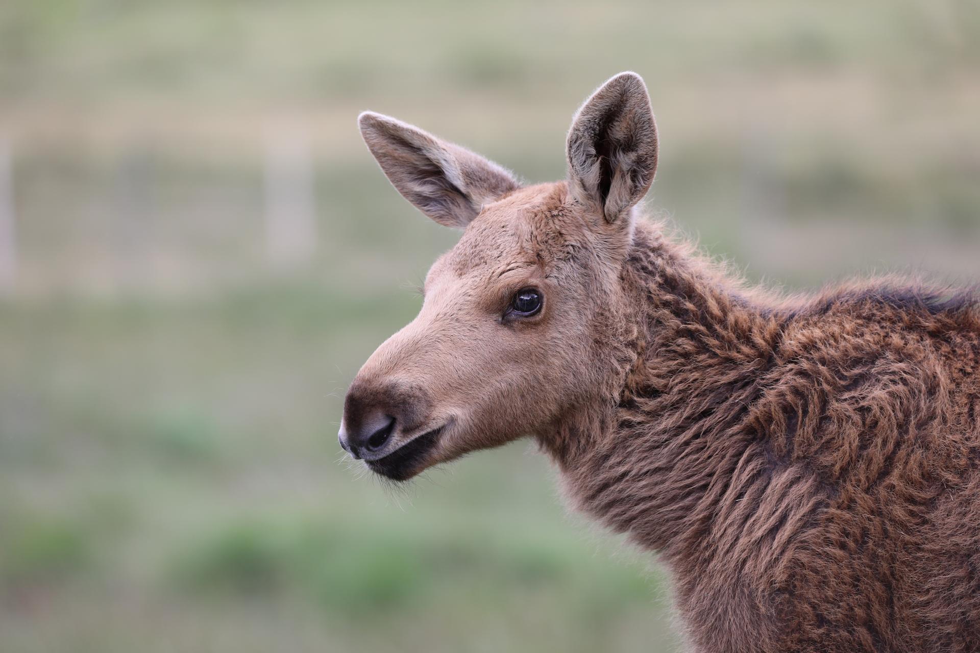 Young elk Goose in portrait with head and shoulders in frame 

Image: AMY MIDDLETON 2023