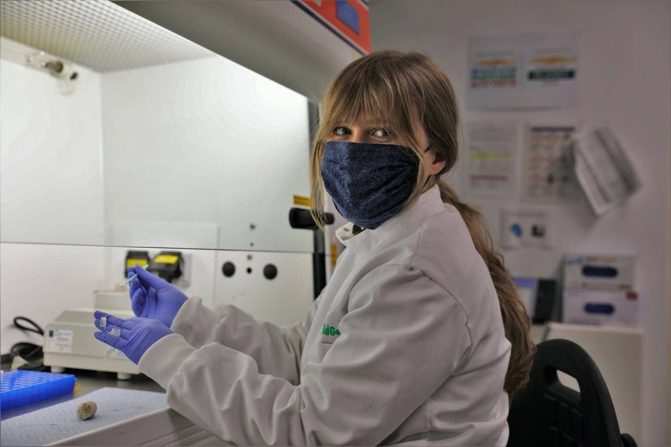 Magda Butowska processing some of the faecal samples from the Highland Wildlife Park at the RZSS WildGenes Lab