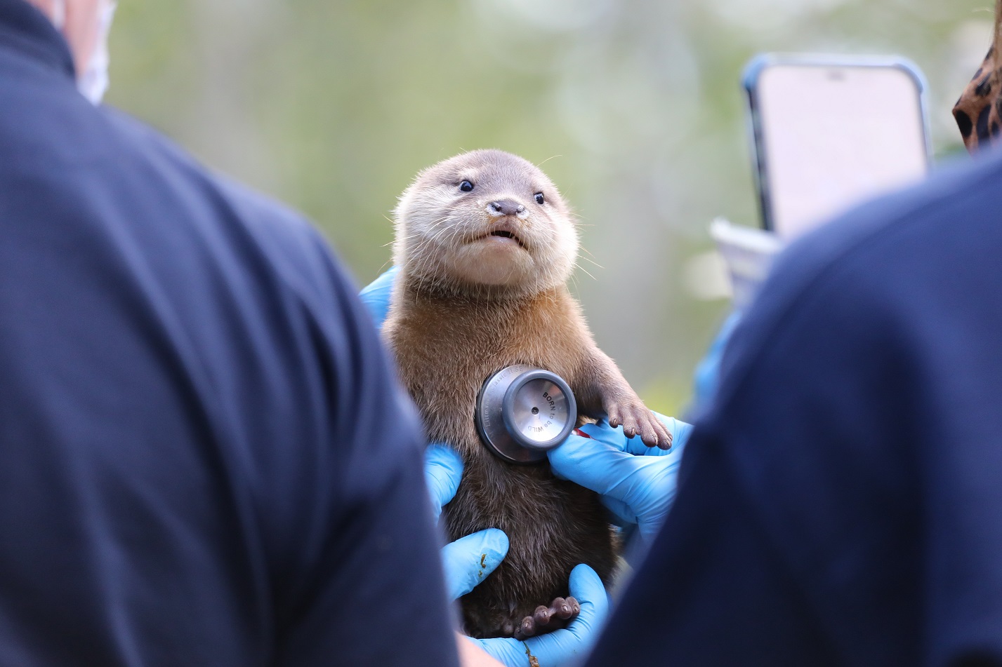Otter pup getting vet exam health check

Image: Amy Middleton 2023
