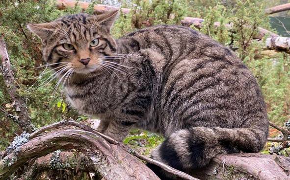 Wildcat Ordie in Saving Wildcats conservation breeding for release centre looking at camera

Image: SAVING WILDCATS 2023