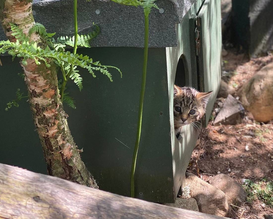 Wildcat kitten peeking out of nest box in off show conservation breeding for release centre enclosure

Image: SAVING WILDCATS 2023