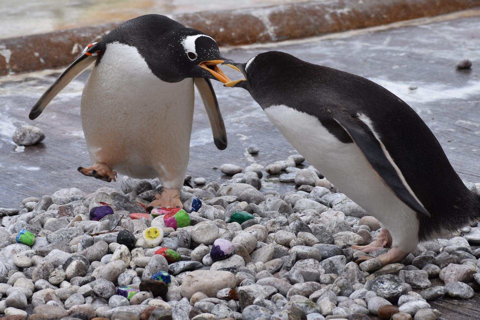 Gentoo penguins squabble over pebbles including those painted by children supported by Edinburgh Children's Hospital Charity (ECHC)

Image: REBECCA PARR 2023