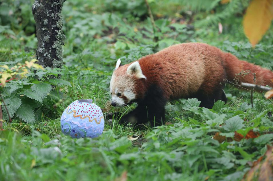 Red panda on ground in enclosure approaching painted papier mache Easter egg

Image: AMY MIDDLETON 2023
