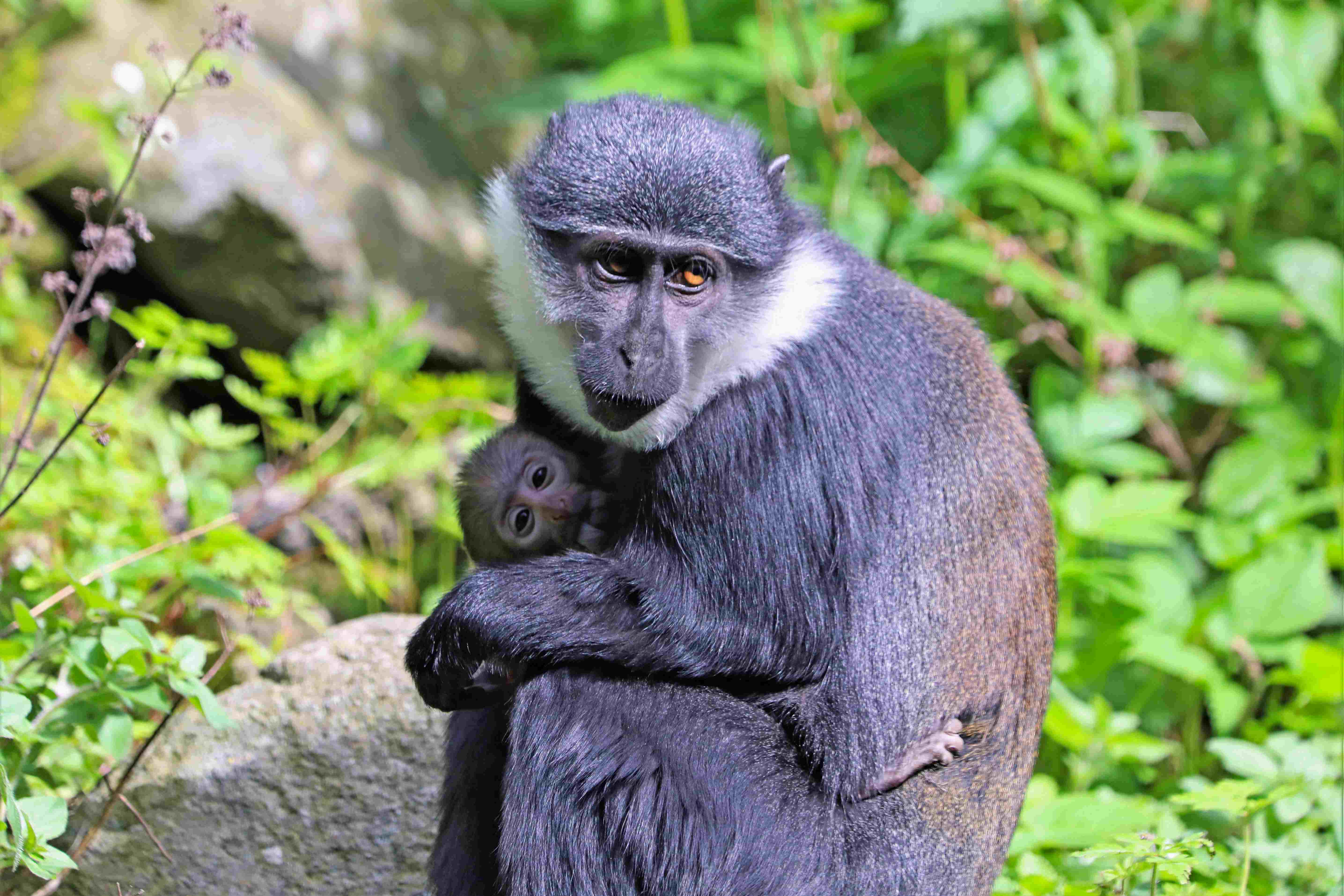 L'hoest monkey sitting and holding baby monkey close to chest

Image: AMY MIDDLETON 2023