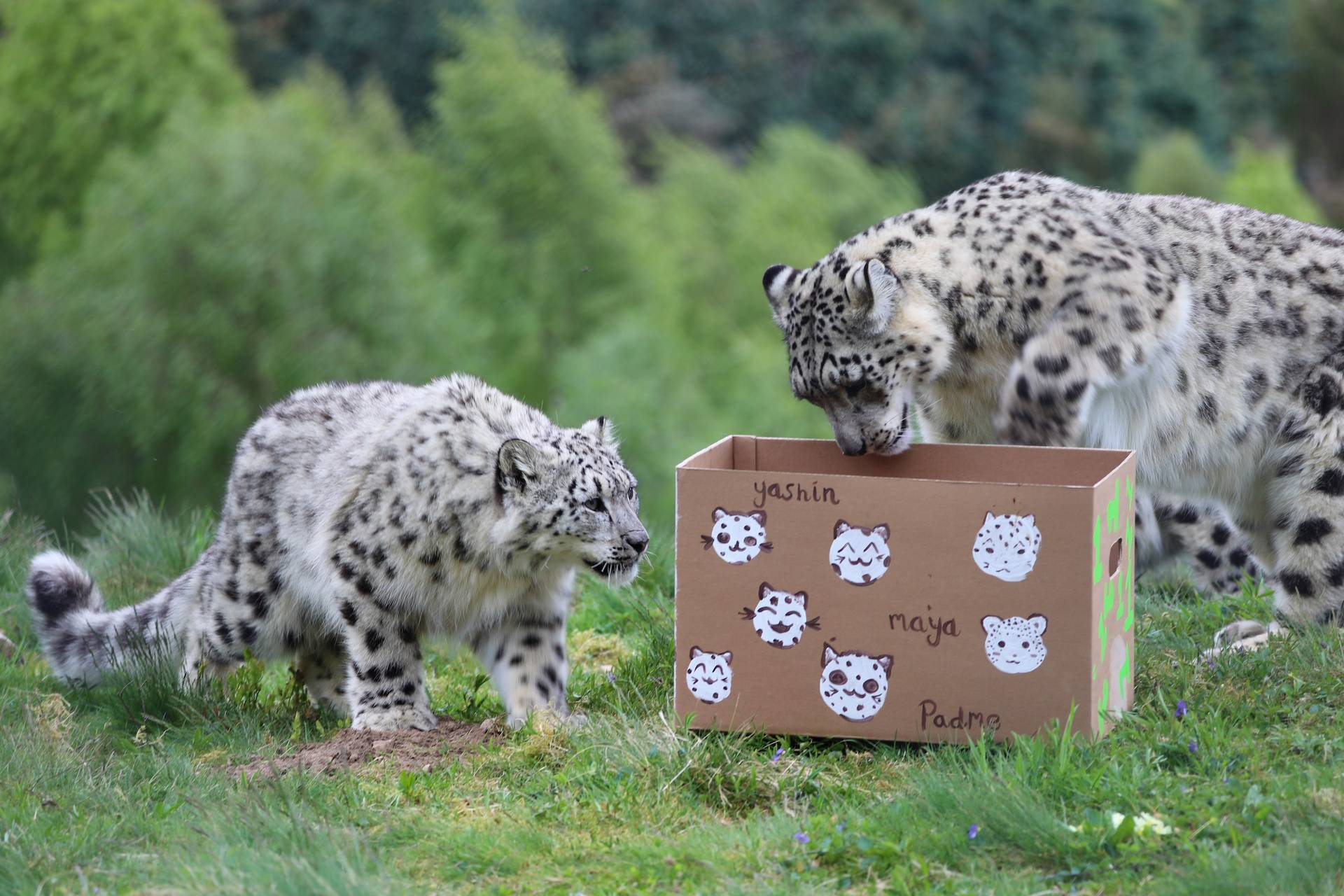 Snow leopard cubs Maya, Yashin and Padme playing with birthday box to celebrate turning one

Image: AMY MIDDLETON 2023
