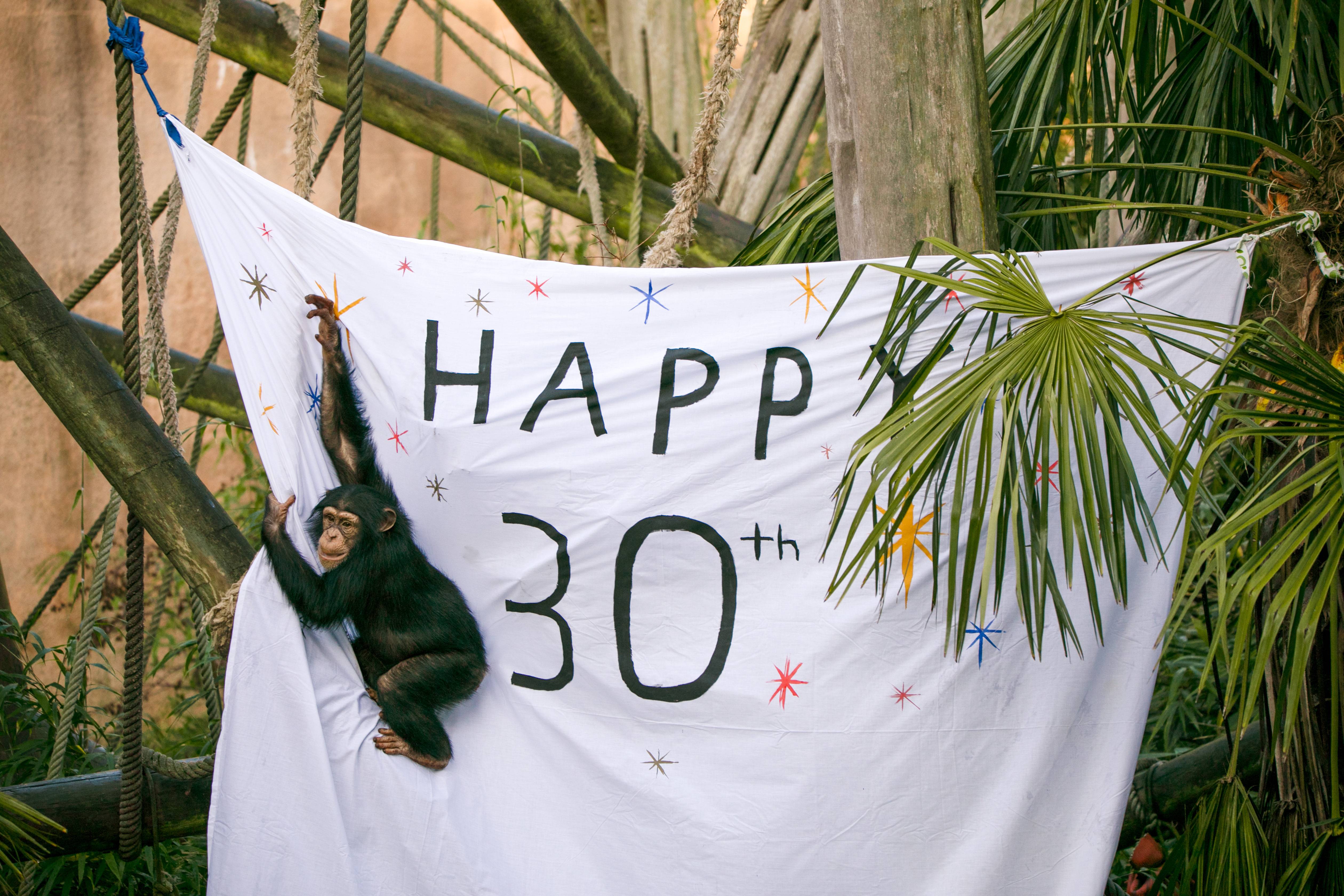 Chimpanzee Masindi swinging on sheet painted with happy 30th birthday for enrichment

IMAGE: Allie McGregor 2023