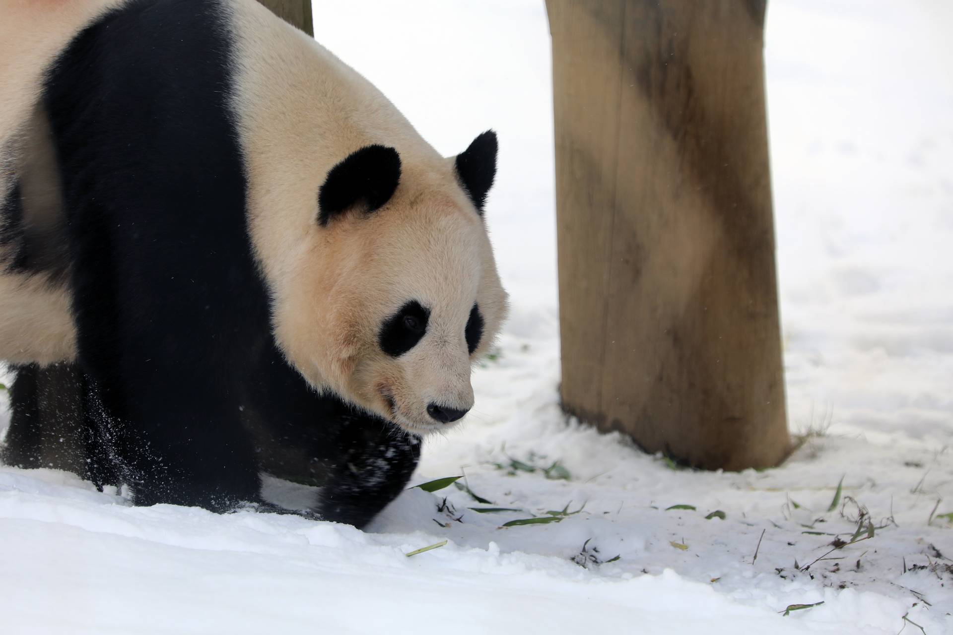 Giant panda walking through snow in enclosure near climbing frame