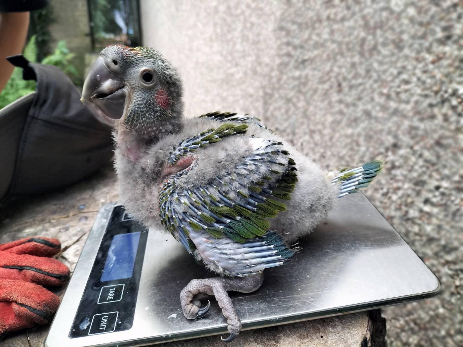 Red fronted macaw chick on scales being weighed IMAGE: Lorna Moffat 2023