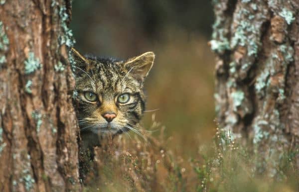Wildcat peeking out from between two tree trunks