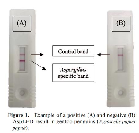 Image showing examples of positive and negative aspergillosis AspLFD test used by veterinary team for penguins 