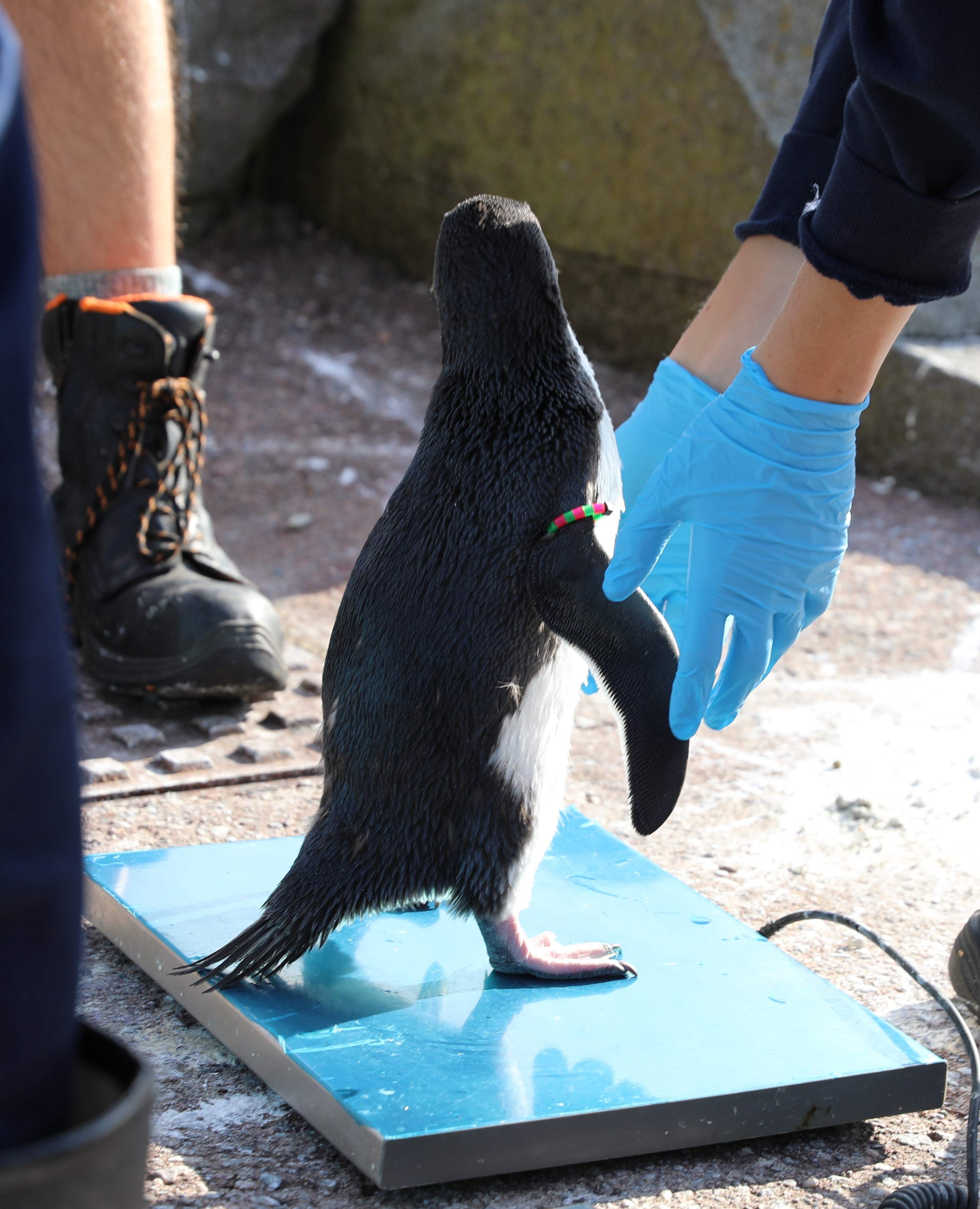 Gentoo penguin chick being weighed as part of health check by vets and keepers

Image: AMY MIDDLETON 2023