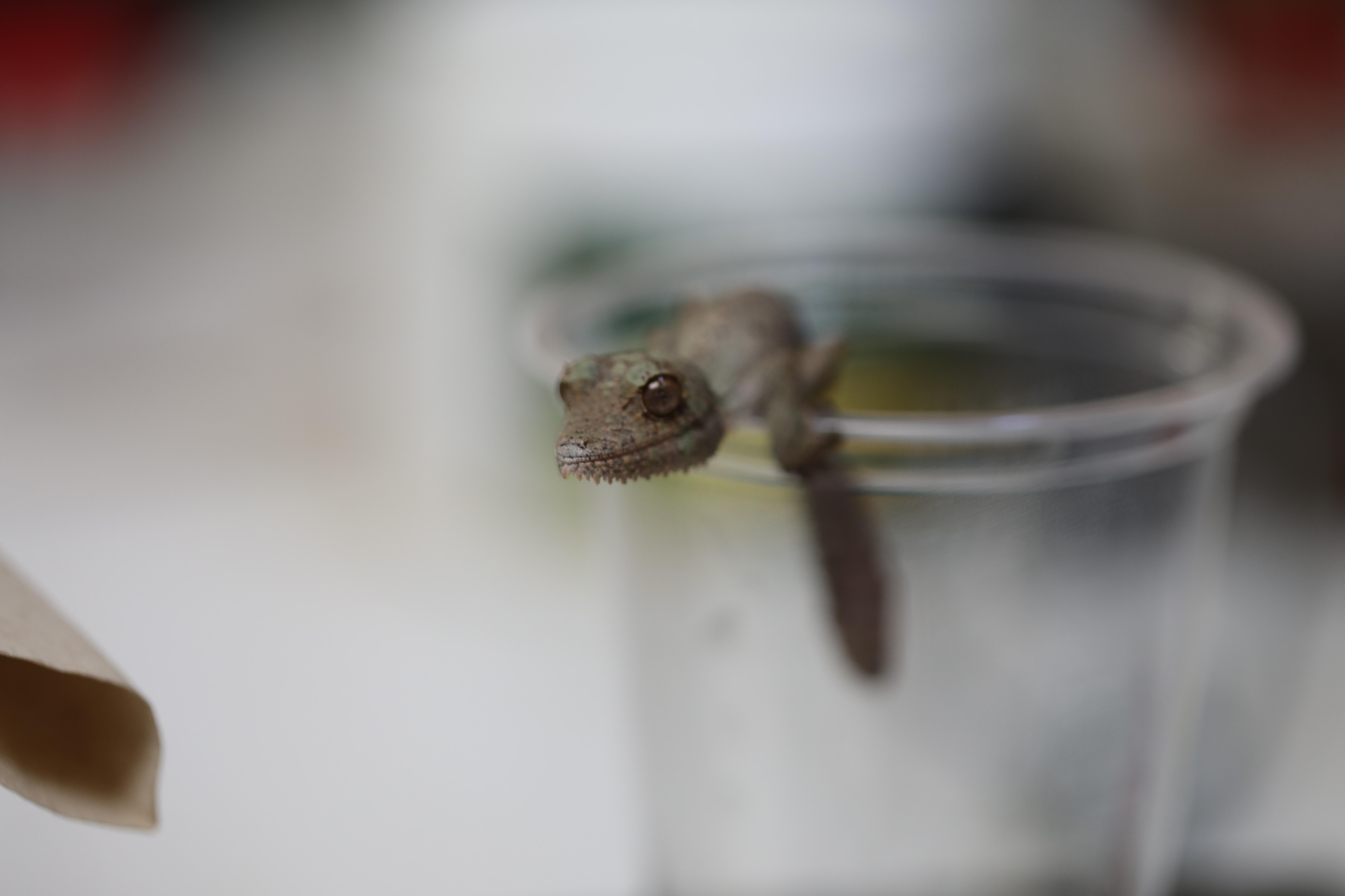 Close up image, Henkels leaf tailed gecko hatchling sitting on edge of plastic cup as it is being weighed

Image: AMY MIDDLETON 2023