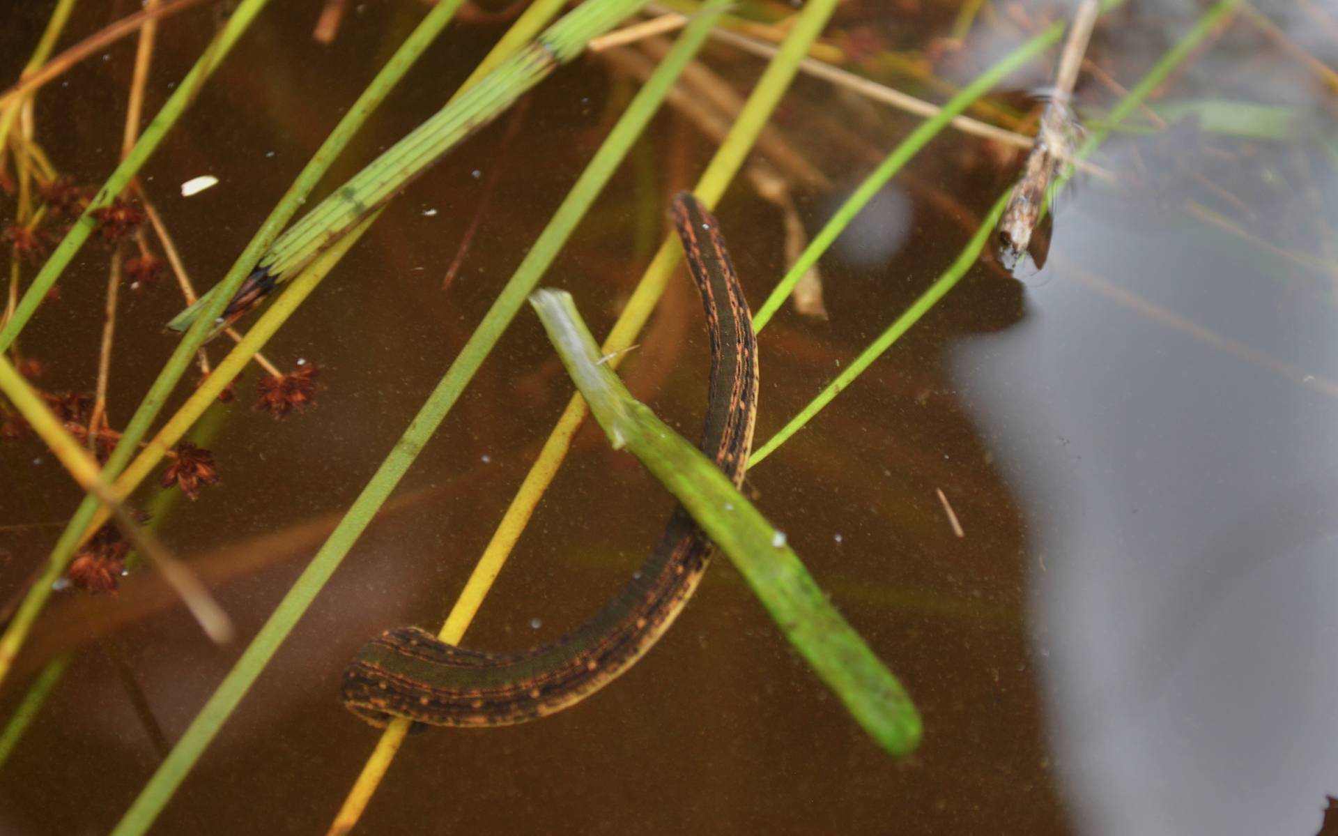 Medicinal leech swimming in water in wild

Image: RZSS CONSERVATION