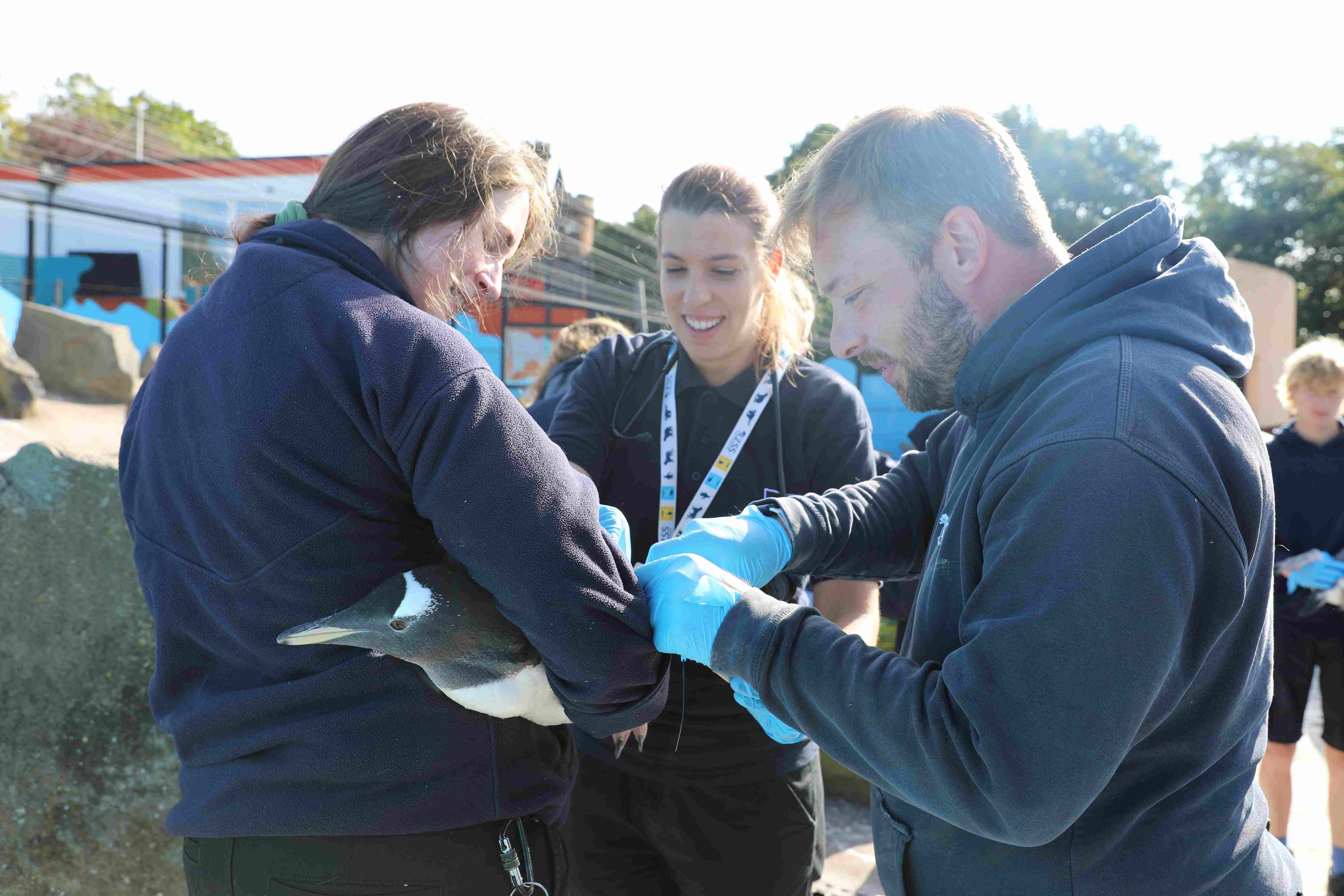 Vet Stephanie Mota and penguin keepers in process of gentoo penguin health checks and vaccinations

Image: AMY MIDDLETON 2023