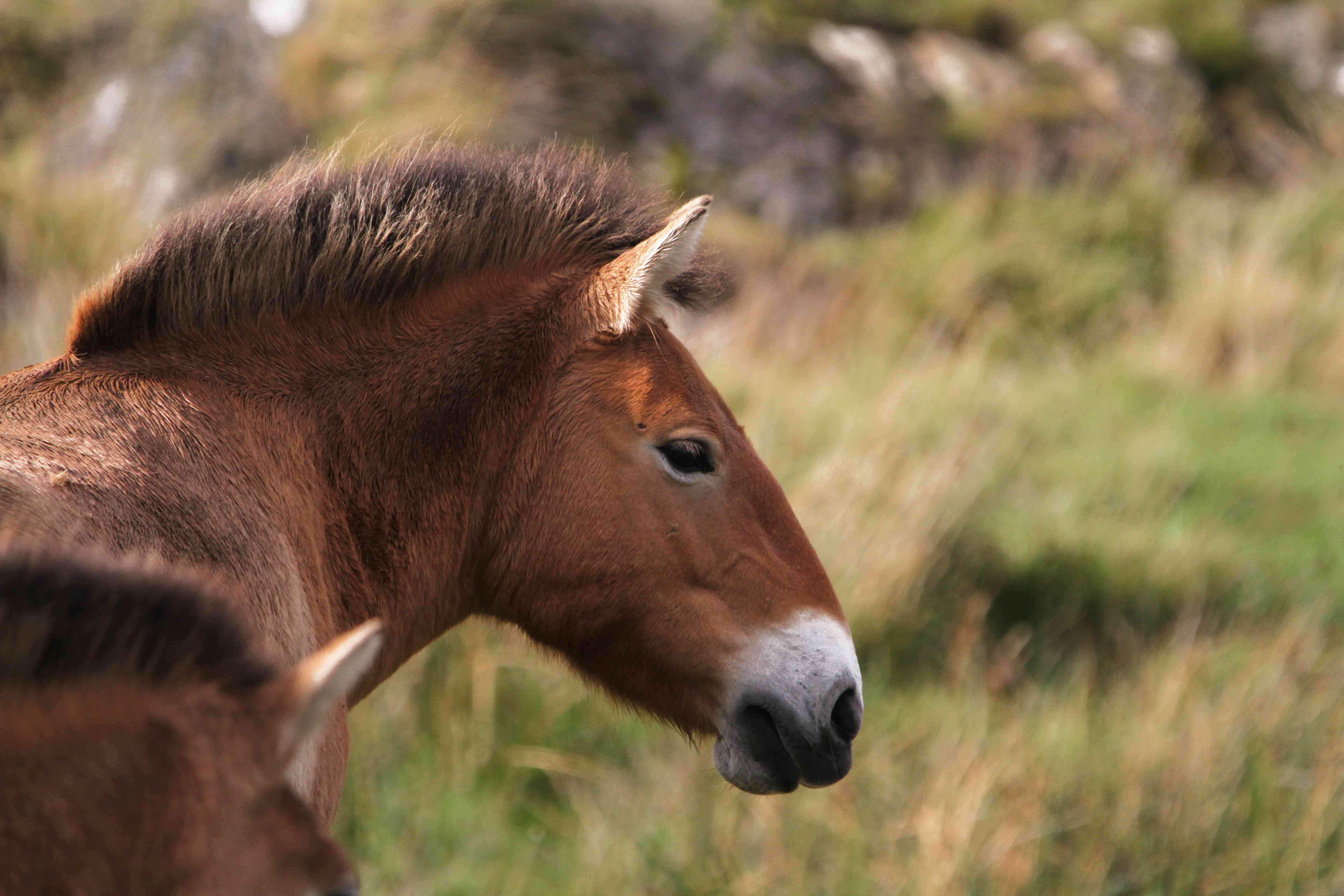 Przewalski's horse profile of head looking to right

Image: LAURA MOORE 2023