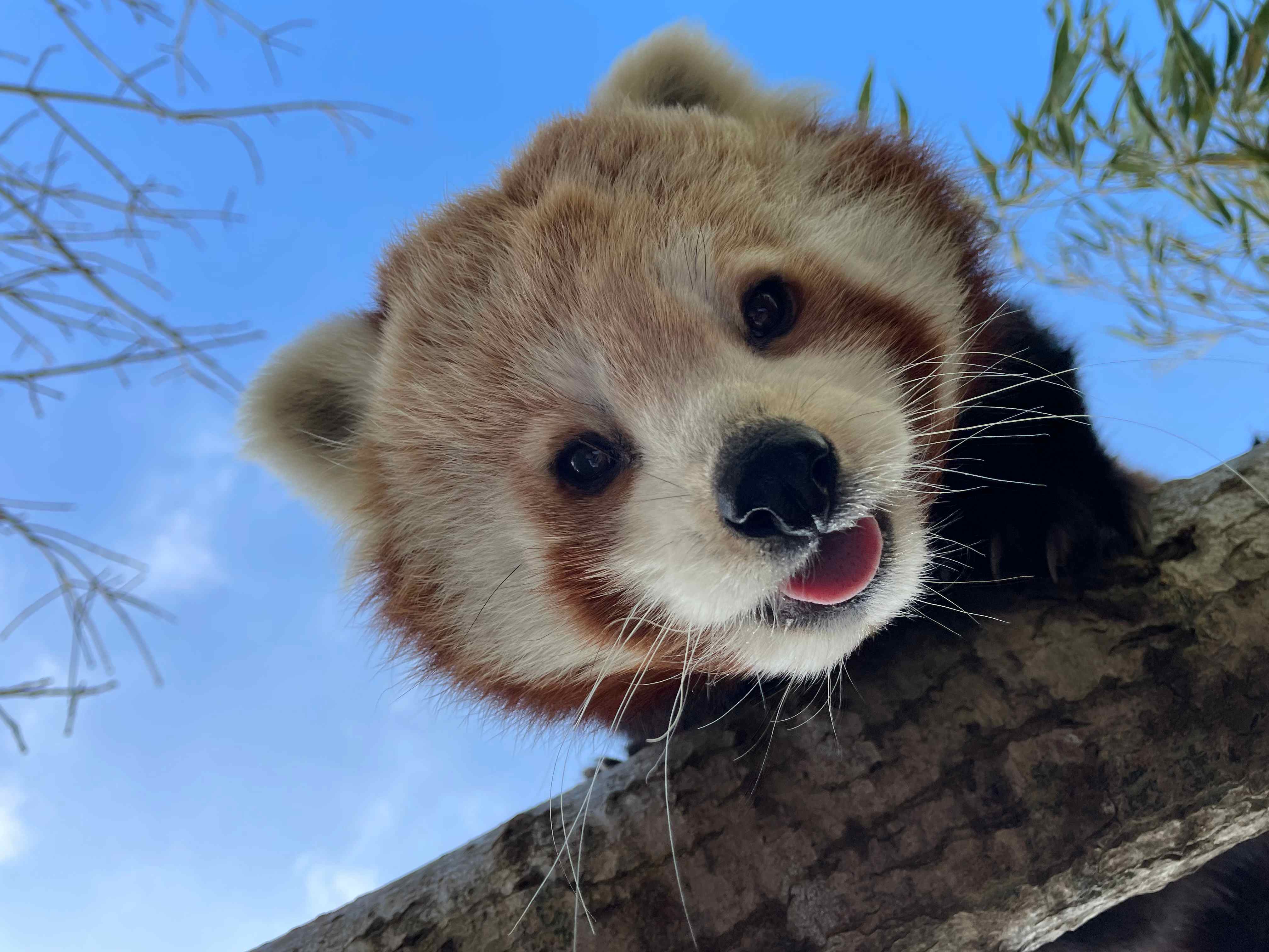 *Deceased* red panda Kitty close up image

Image: DARREN MCGARRY 2023