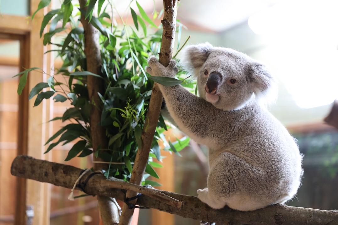 *Deceased* koala Tanami

IMAGE: Laura Moore 2021