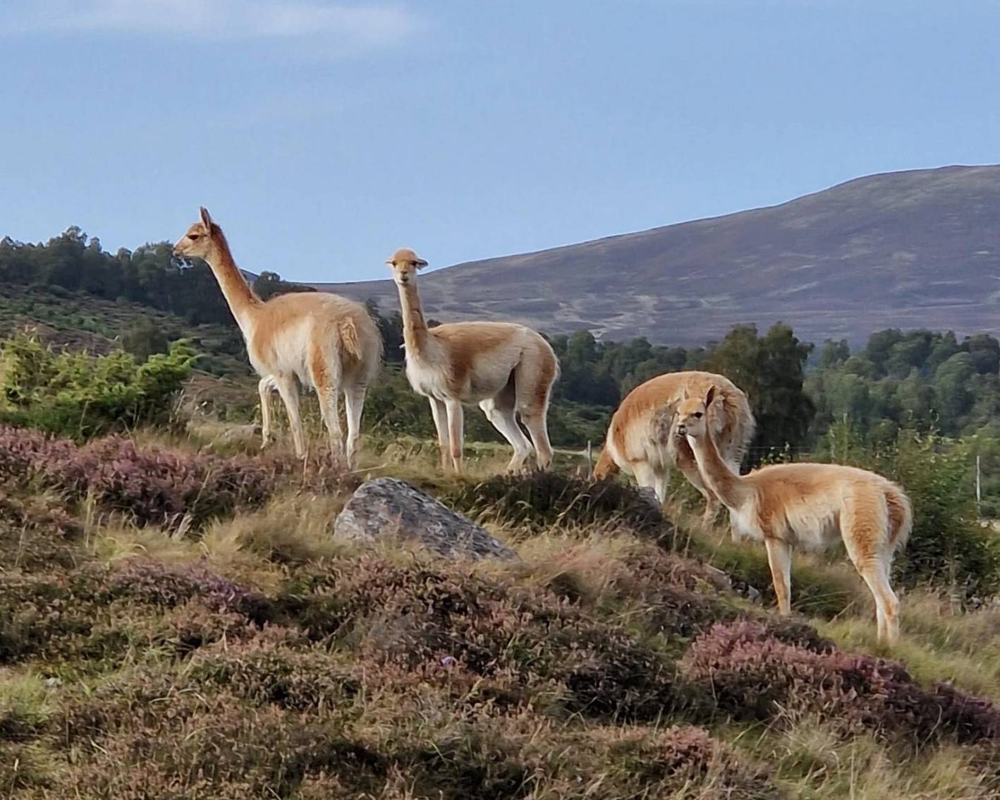 Vicuna herd grazing Highland Wildlife Park

Image: Keeper 2023