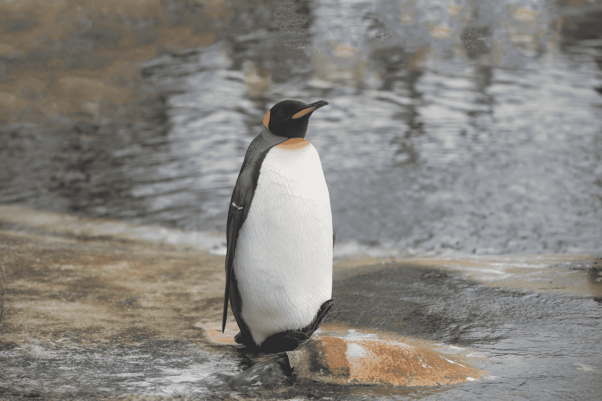 Alfie king penguin 

IMAGE: Rhiordan Langan-Fortune 2023