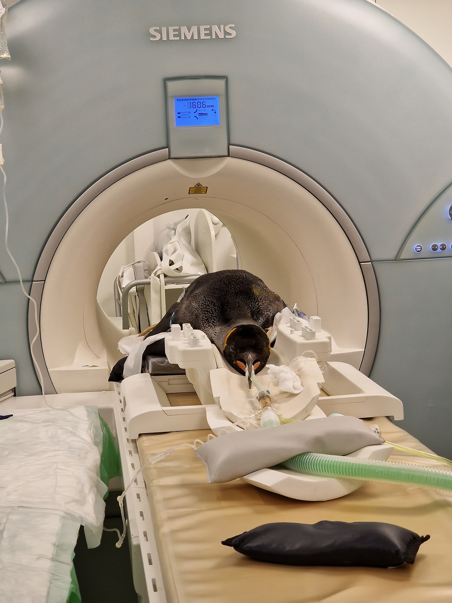 Alfie king penguin getting scan at the vet hospital

IMAGE: Steph Mota 2023
