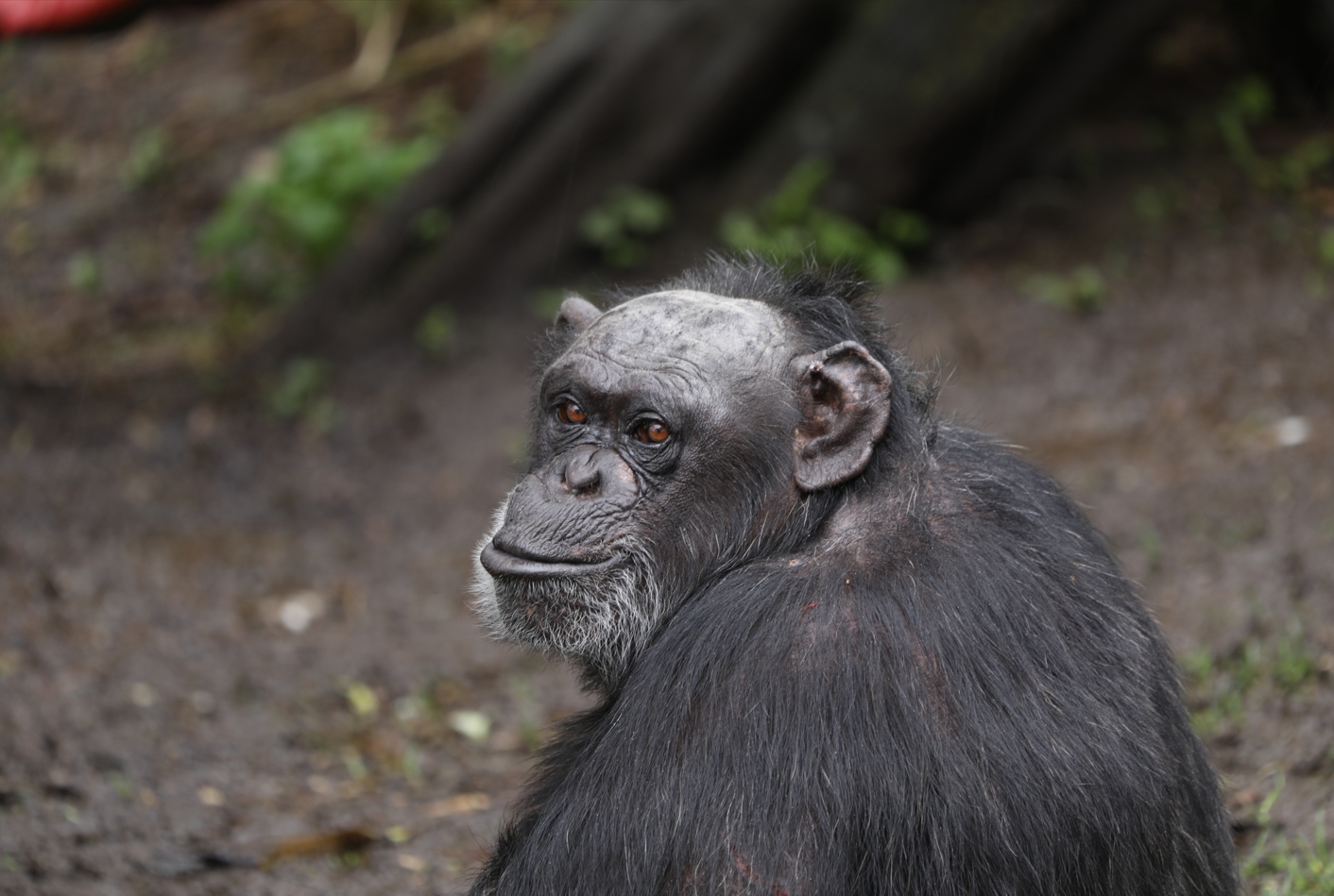 Chimpanzee looking over shoulder towards camera

Image: ALLIE MCGREGOR 2024