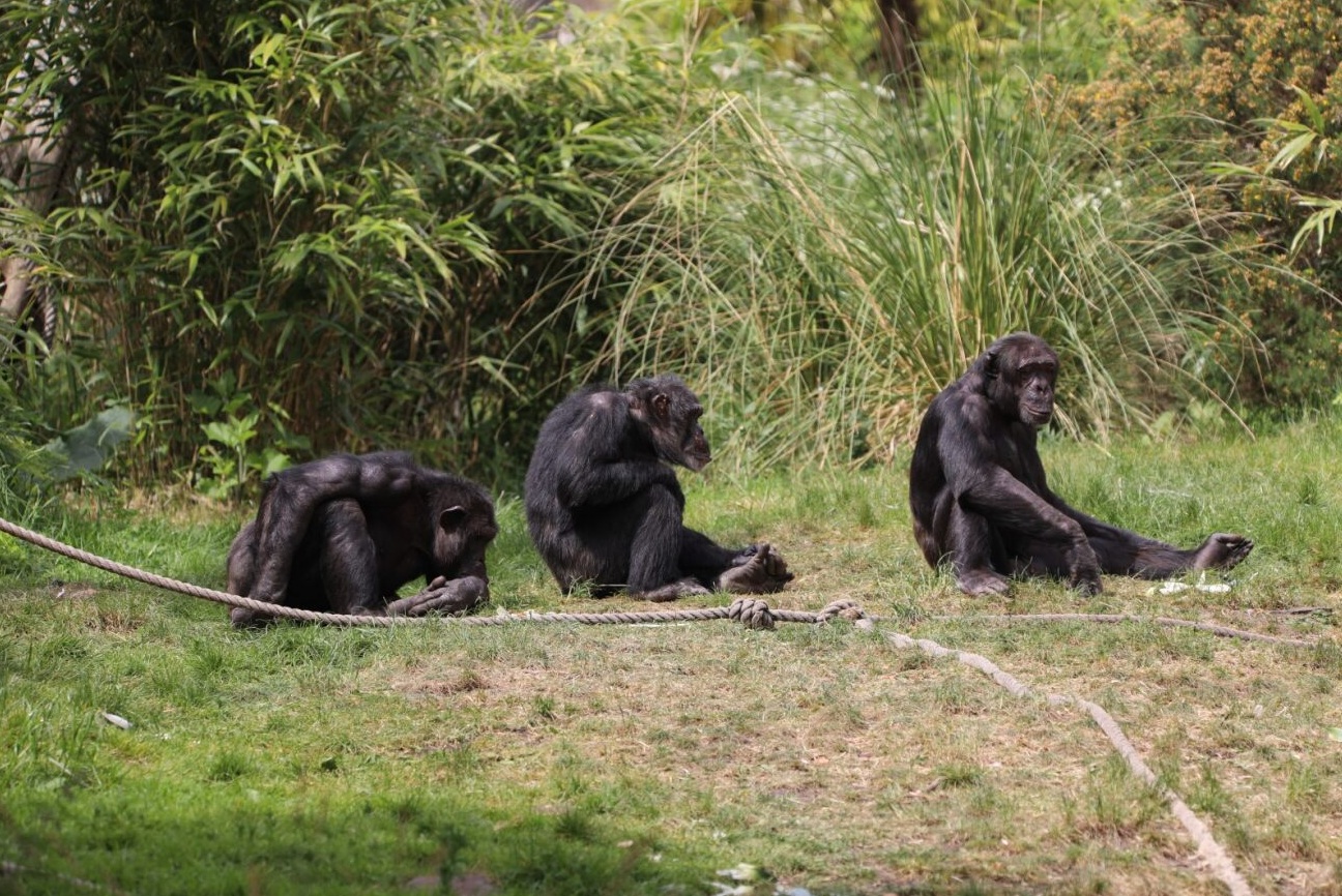 Group of three chimpanzees sitting in outdoor Budongo enclosure

Image: AMY MIDDLETON 2023