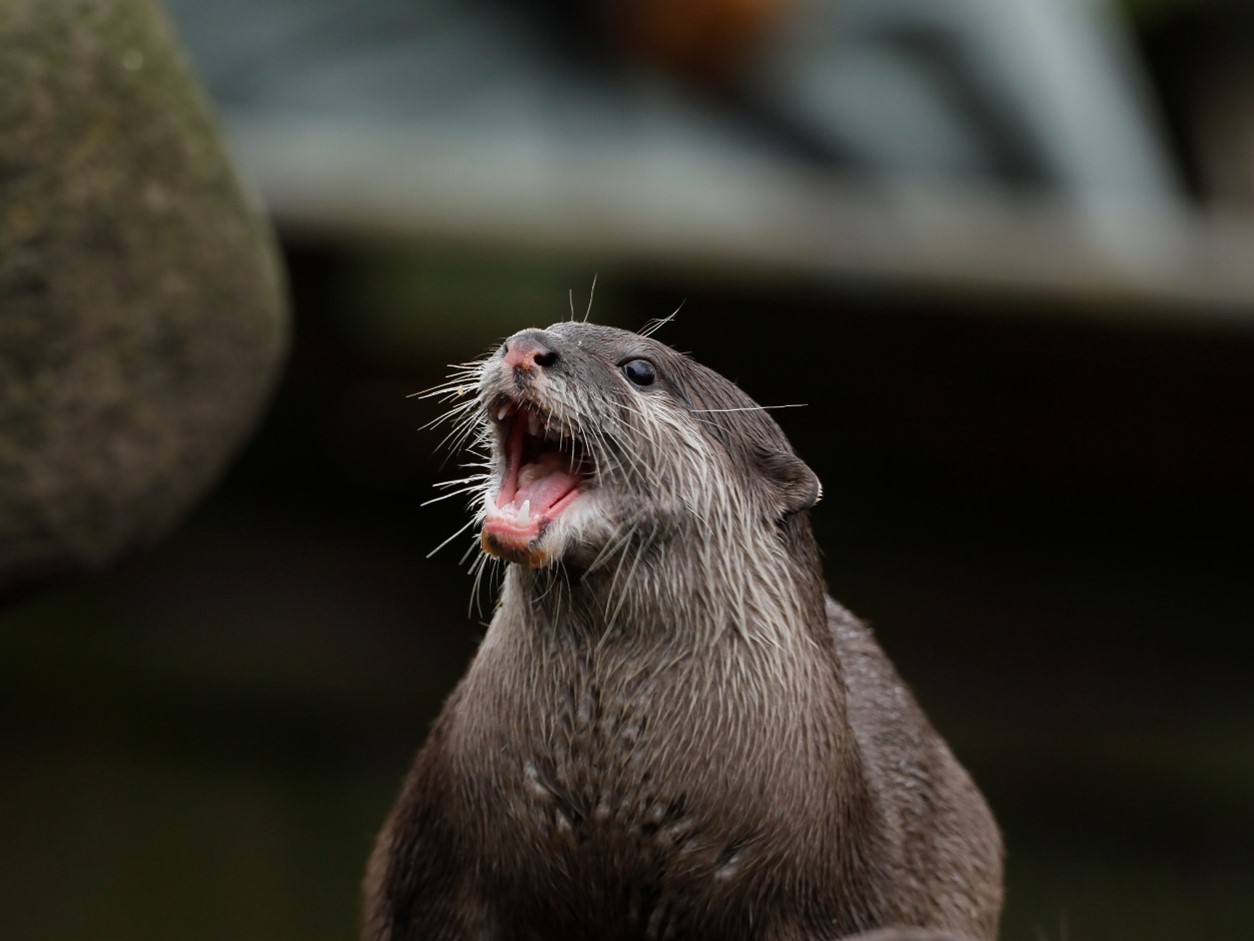 Asian small clawed otter with mouth wide open

Image: AMY MIDDLETON 2024