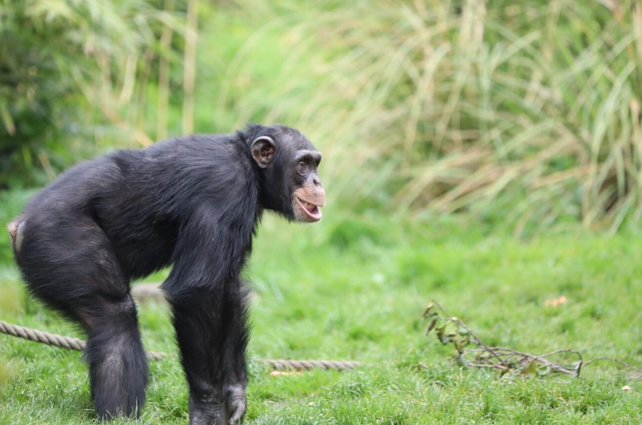 Side view of Velu chimpanzee standing on all four arms and legs in outdoor Budongo enclosure looking to the right

Image: AMY MIDDLETON 2023