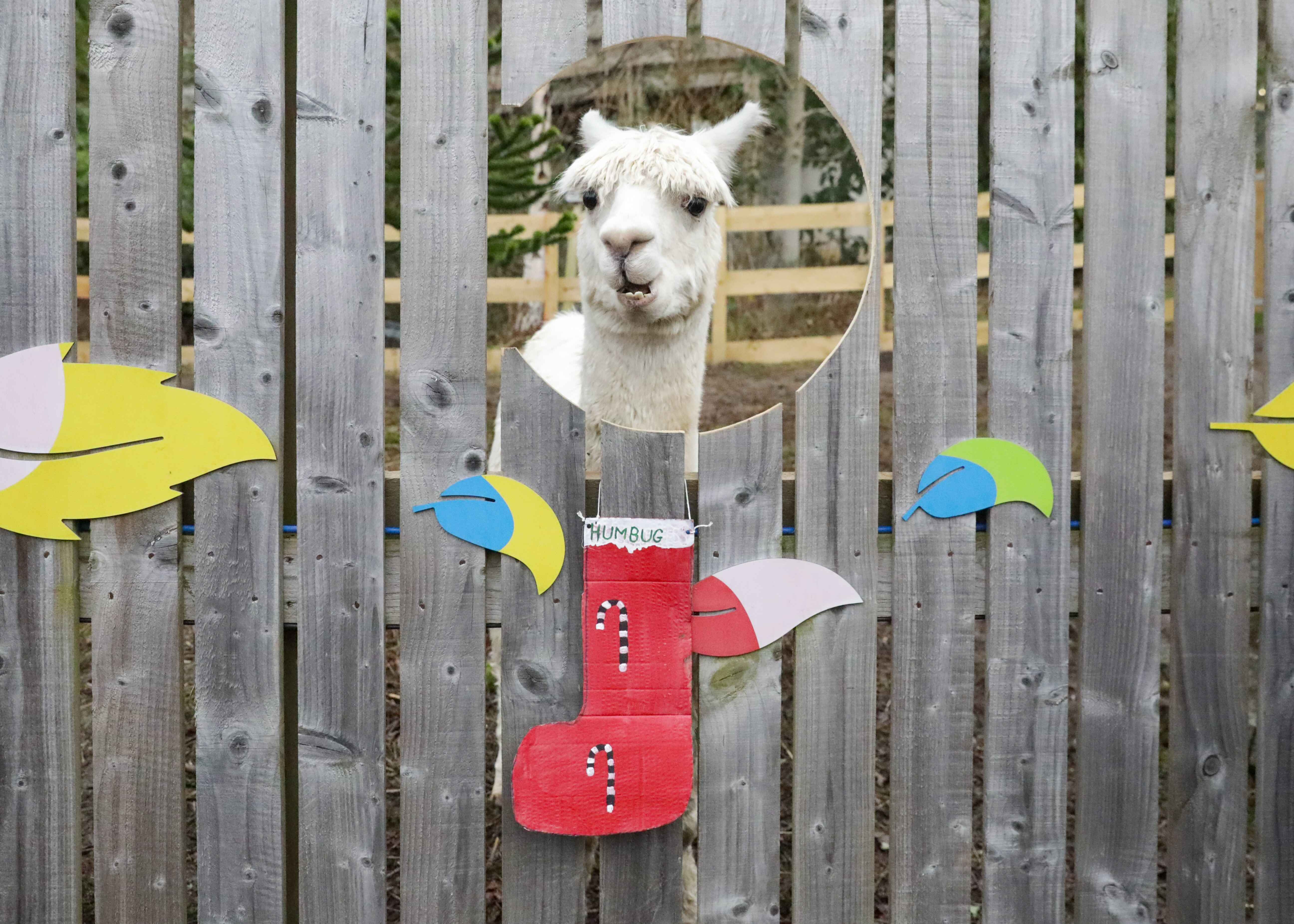 Alpaca enjoying christmas stocking IMAGE RLF 2024