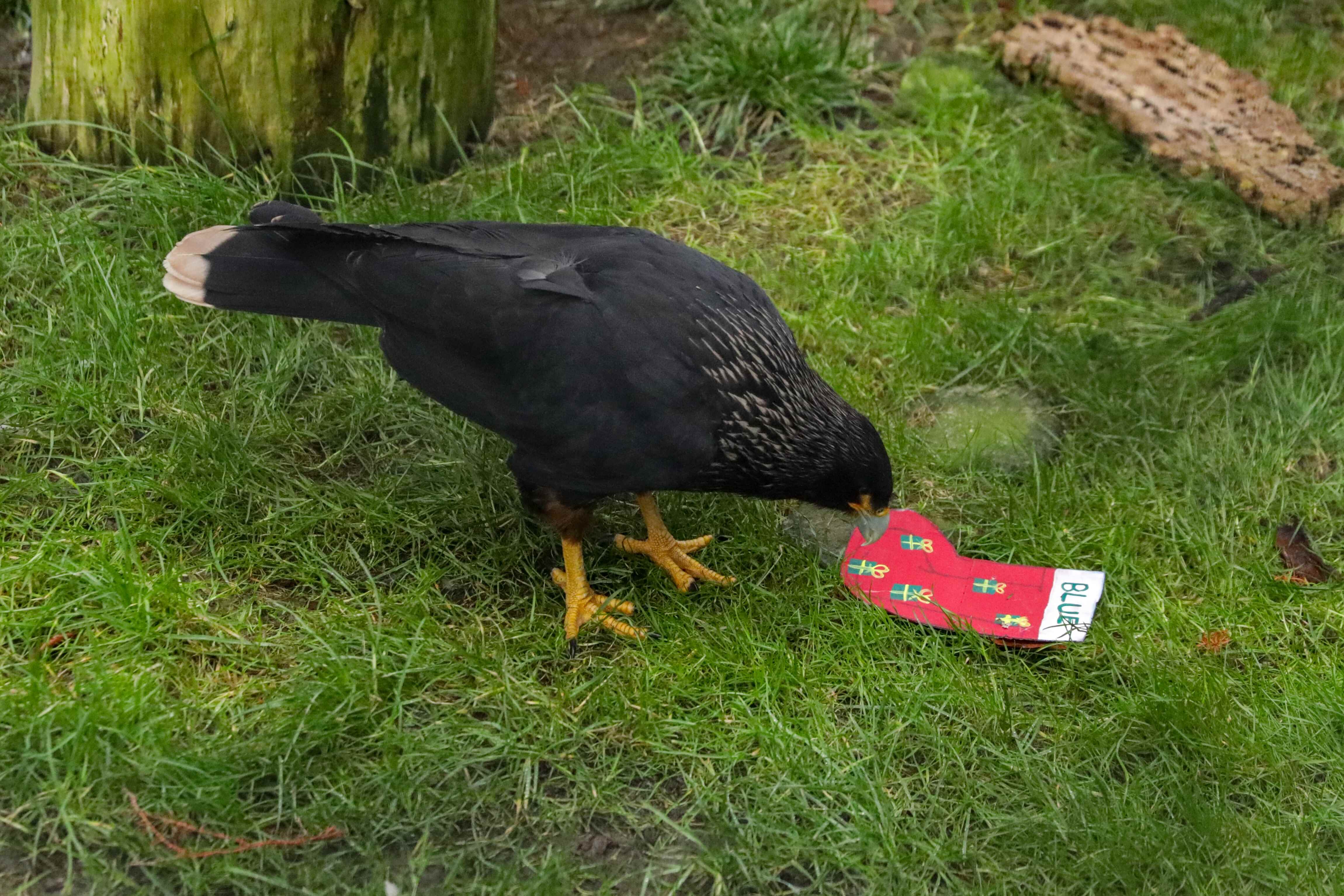 Caracara enjoying christmas stocking IMAGE RLF 2024