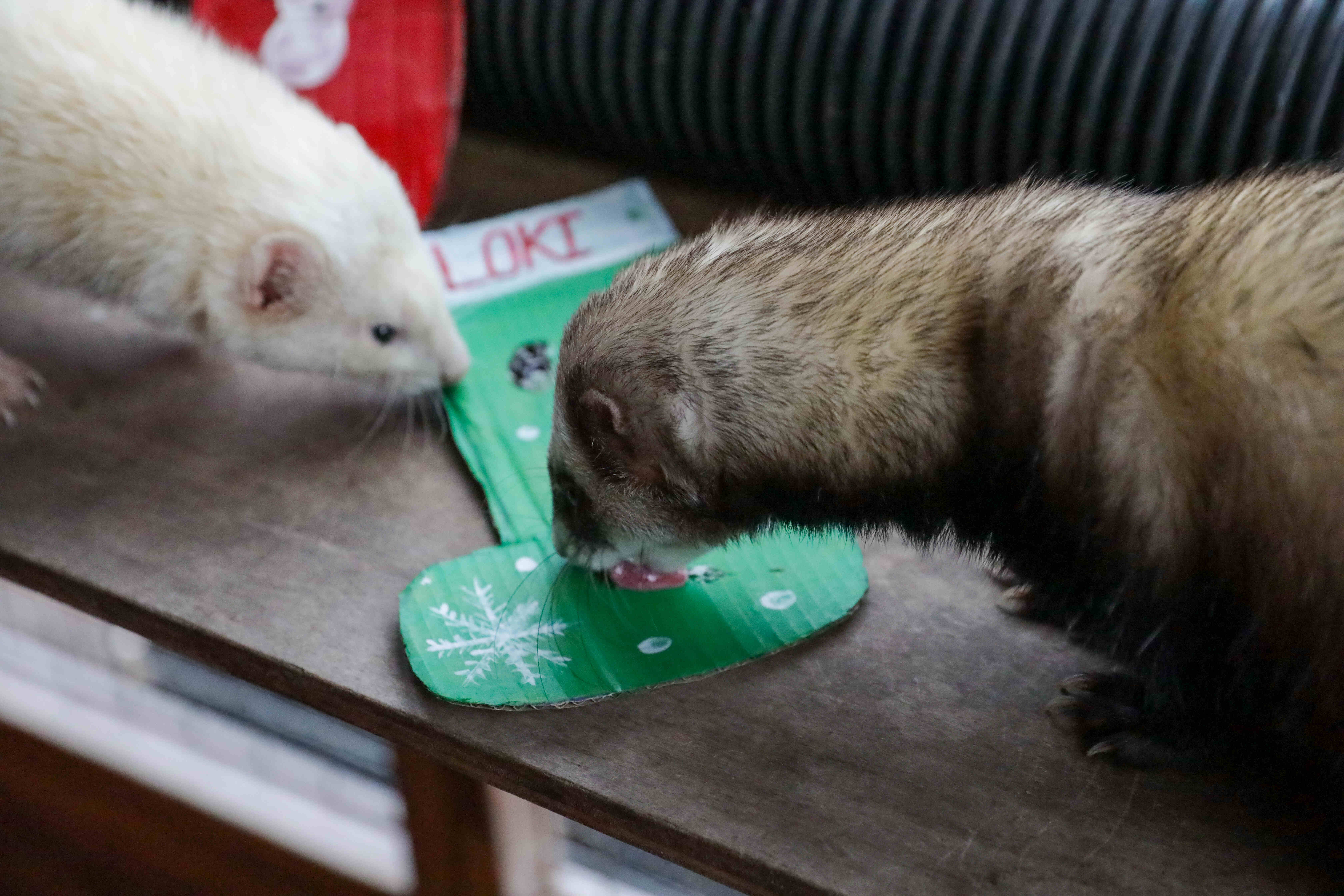 Ferrets enjoying christmas stocking IMAGE RLF 2024