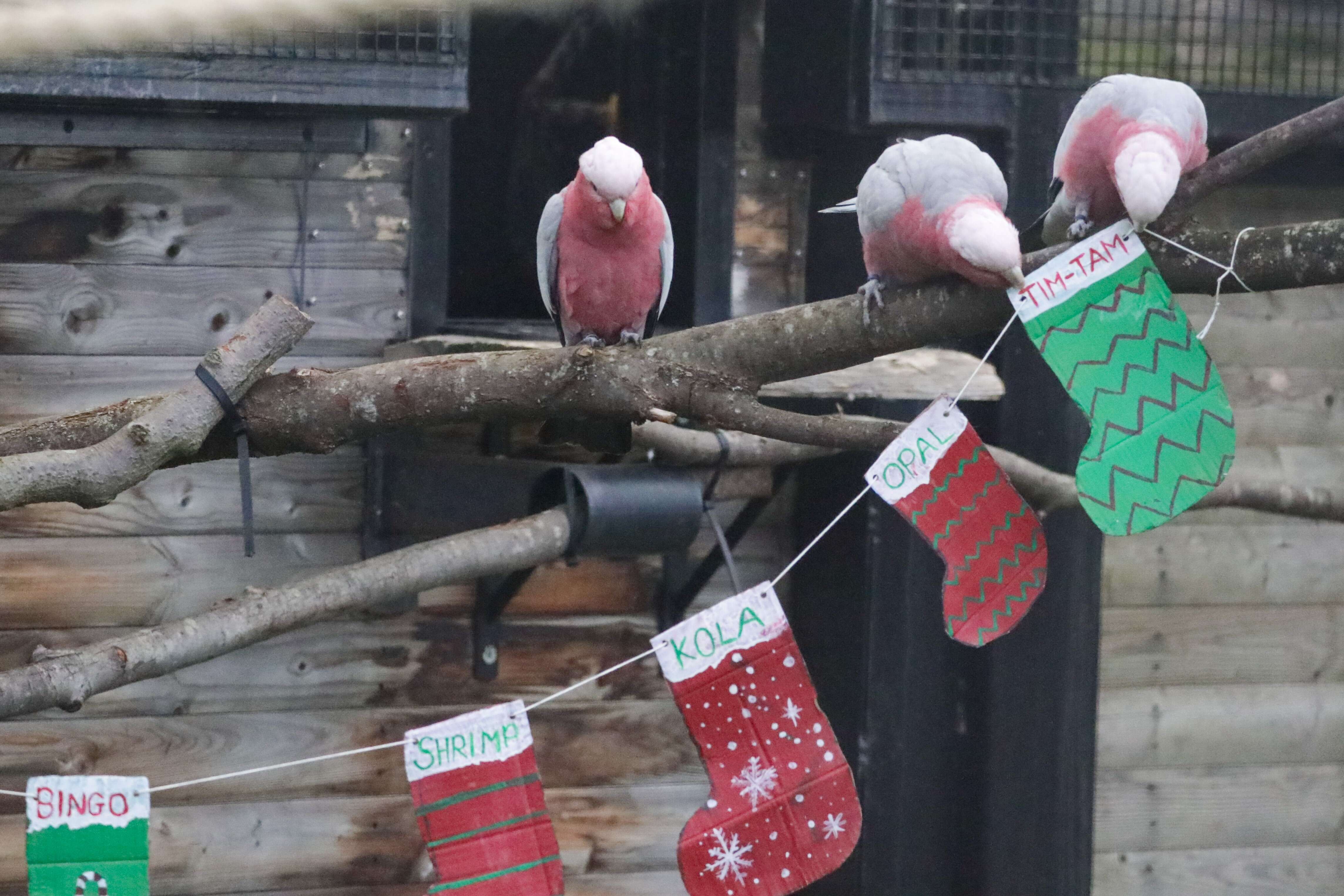 Galahs enjoying christmas stocking IMAGE RLF 2024