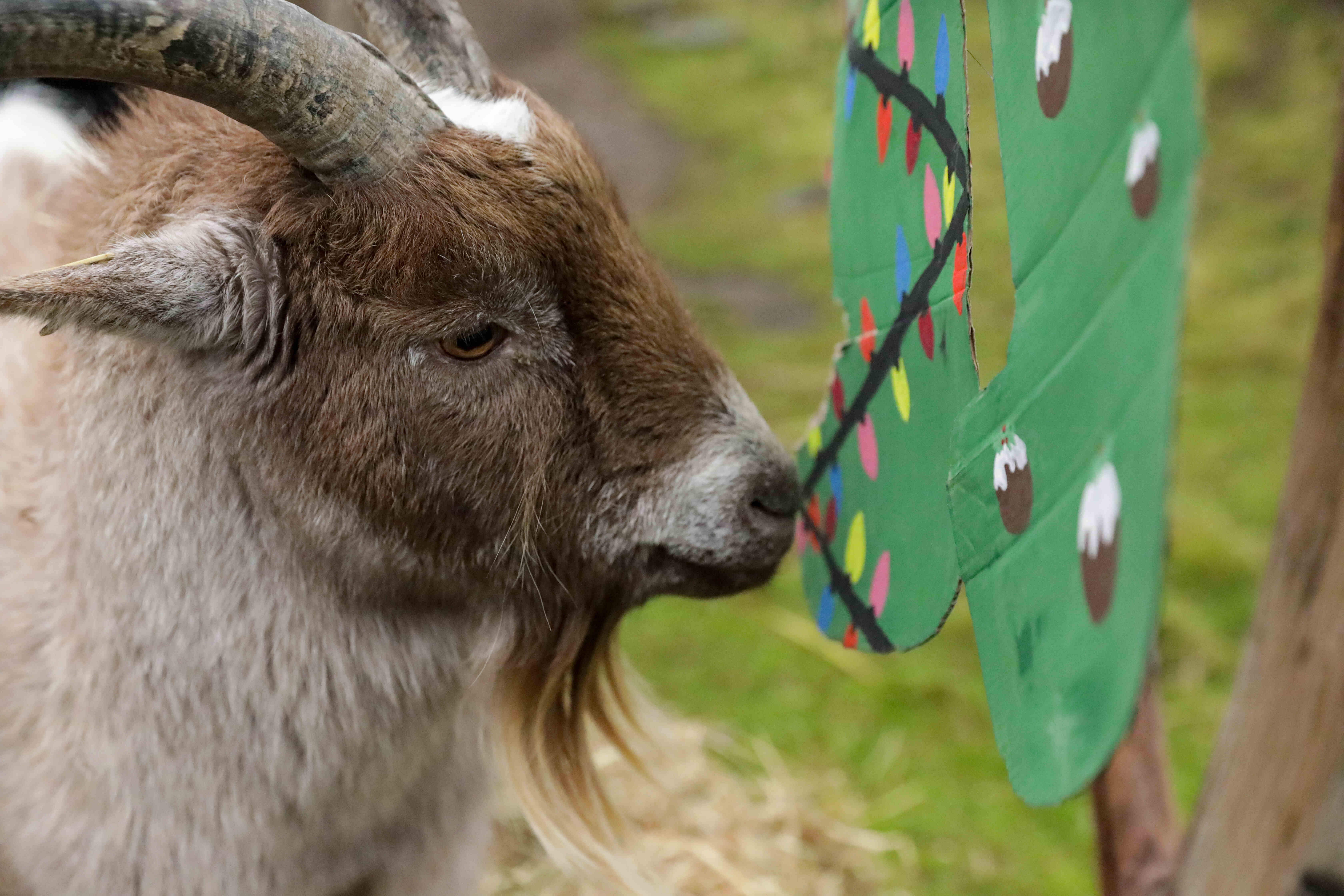 Goat enjoying christmas stocking IMAGE RLF 2024