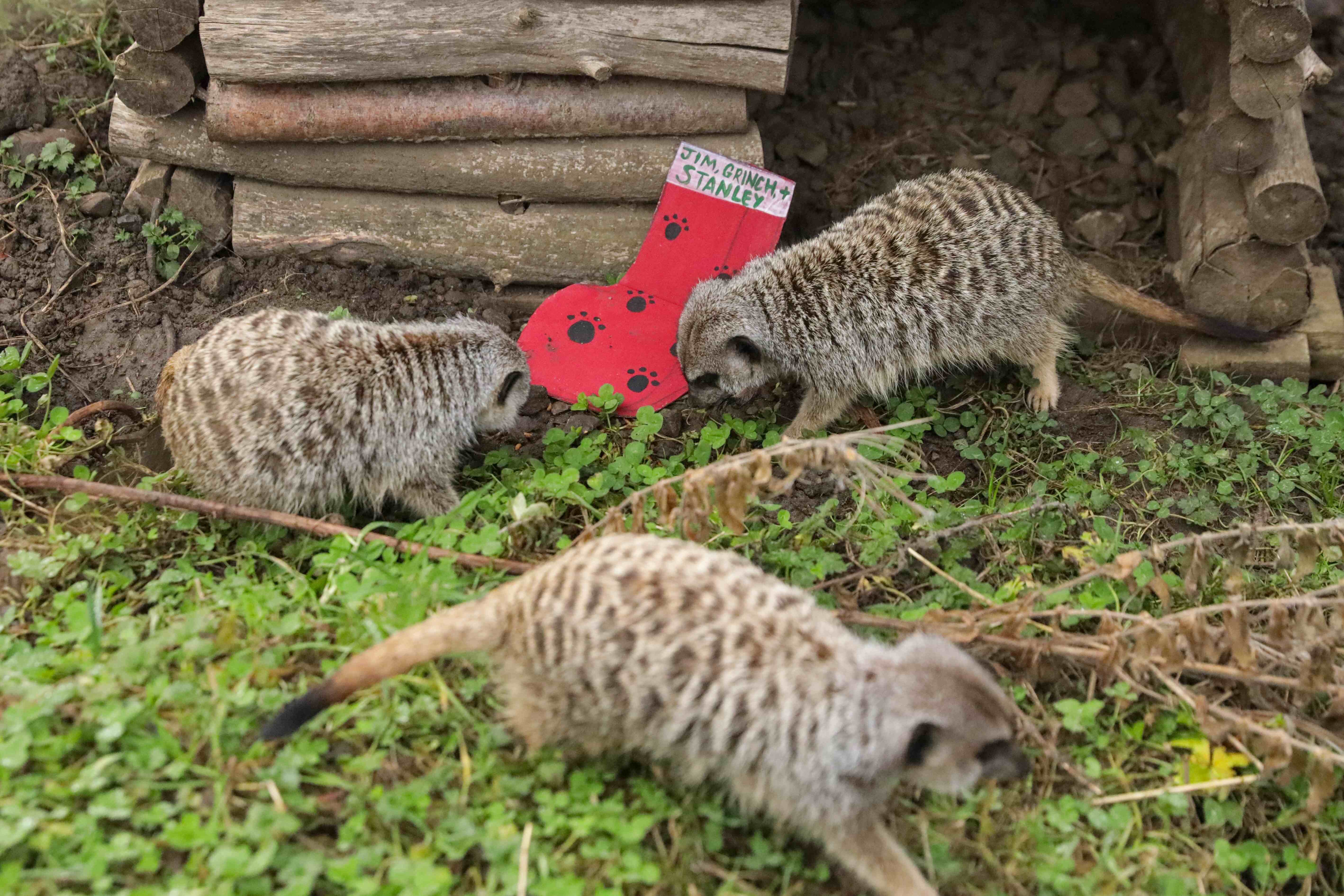 Meerkats enjoying christmas stocking IMAGE RLF 2024