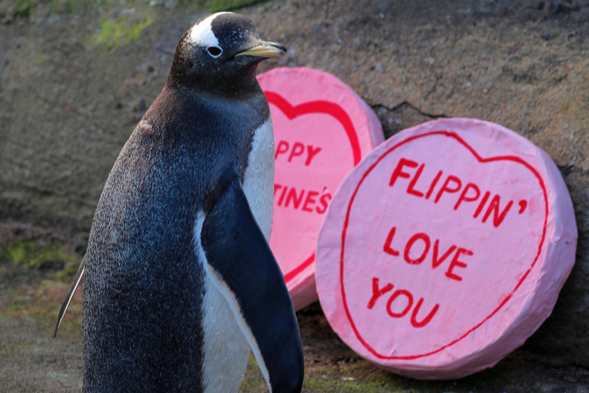 Gentoo penguin looking at camera with Valentine's Day enrichment

IMAGE: Allie McGregor (2024)