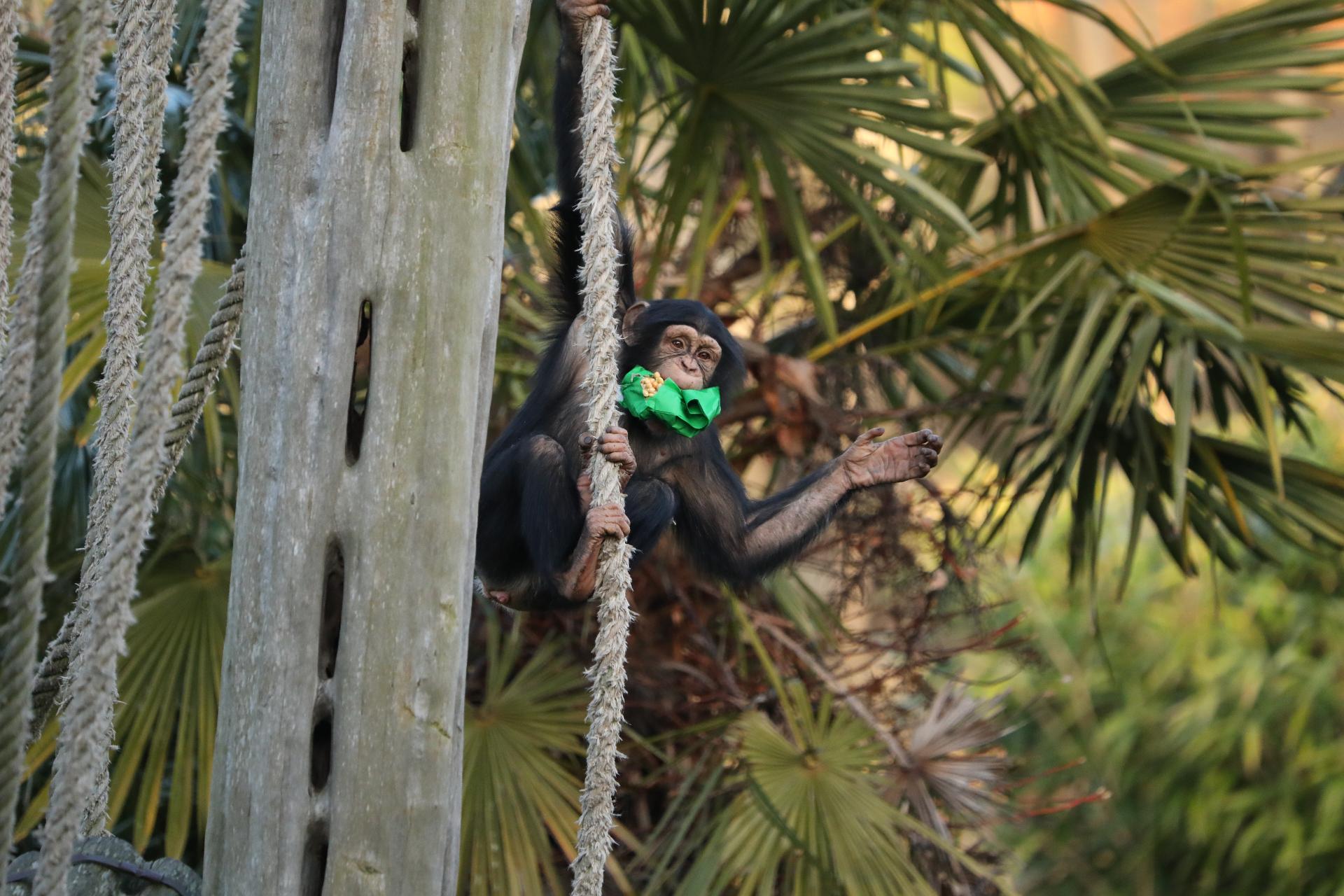 Masindi chimpanzee hanging from rope with enrichment in mouth

IMAGE: Rhiordan Langan-Fortune (2024)