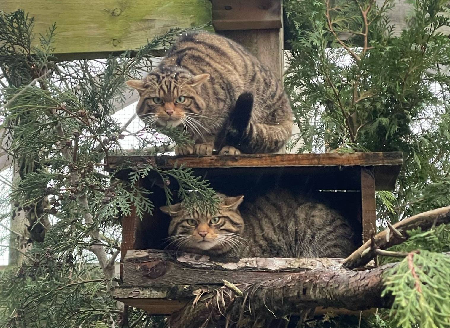 Two wildcats in off show conservation breeding for release camera sitting in and on top of box in enclosure looking toward camera

IMAGE 2024