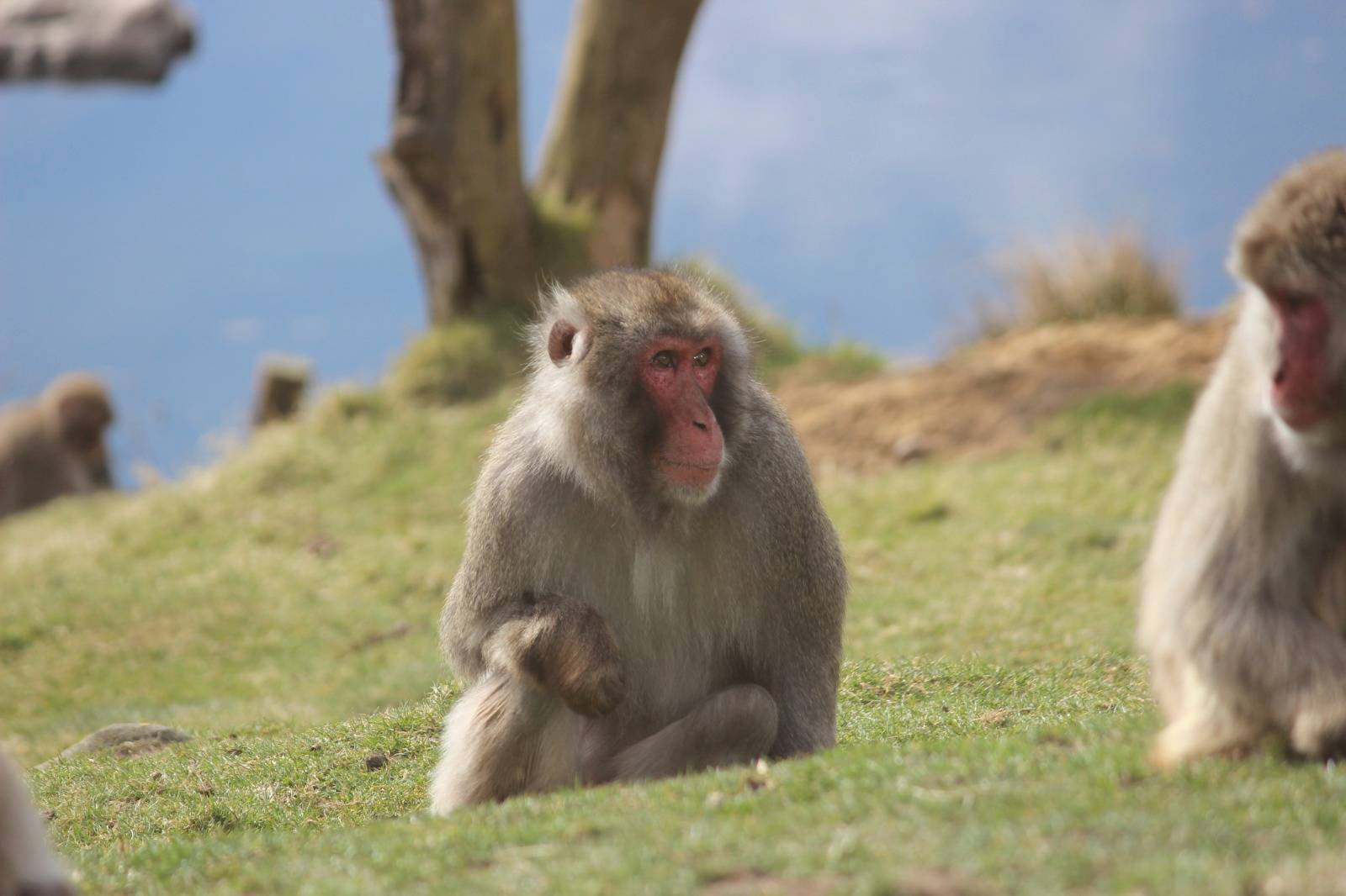 Japanese Macaque snow monkey sitting on ground in Highland Wildlife Park enclosure
