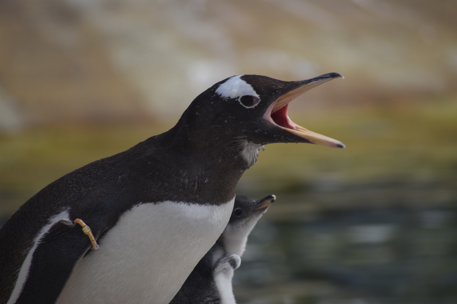 Kevin gentoo penguin shouting with beak open and chick 

IMAGE: Amy Middleton (2023)