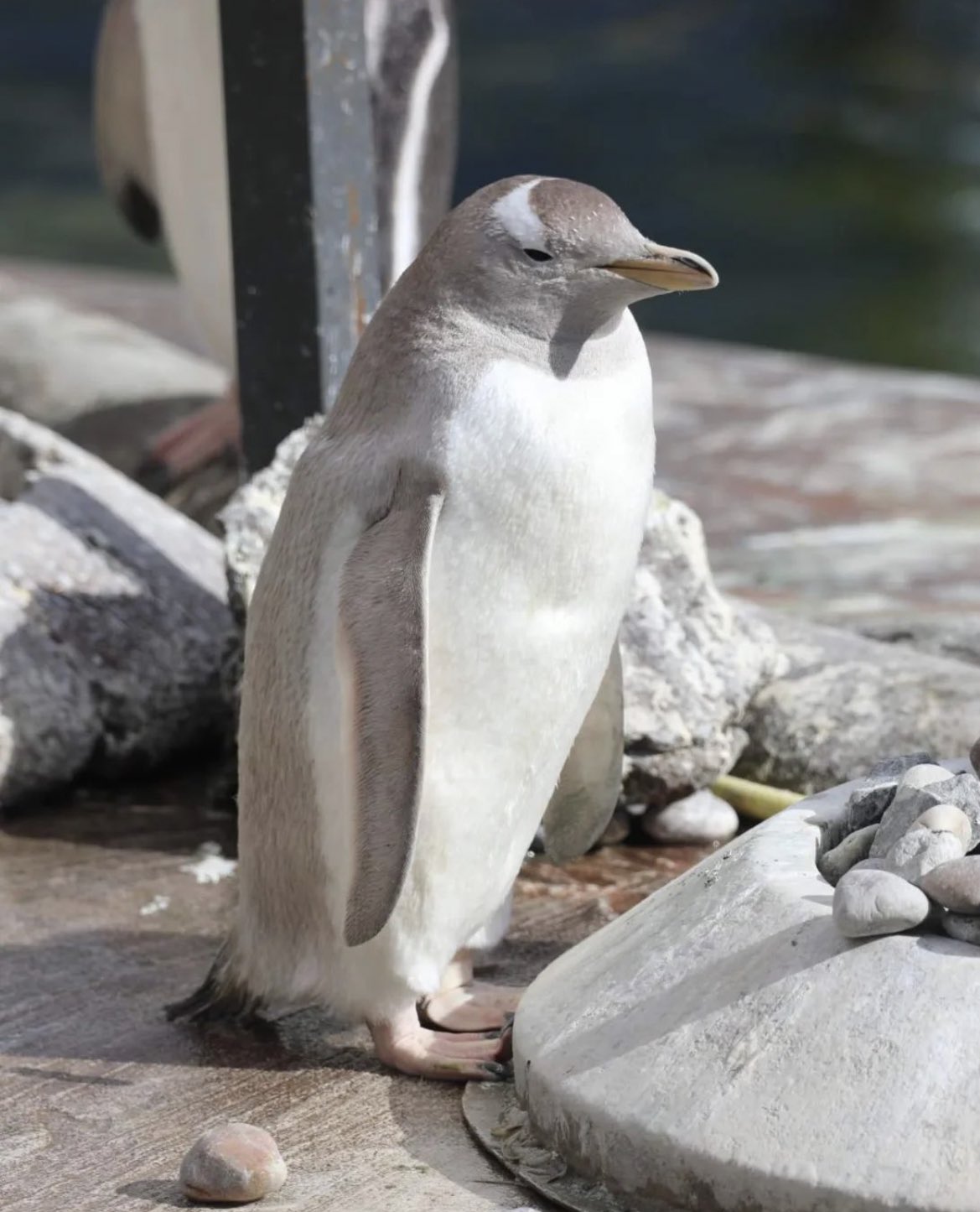 Snowflake gentoo penguin looking to right in front of nest ring
