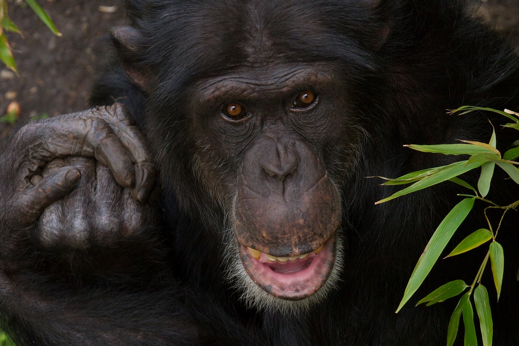 Chimpanzee Rene IMAGE: Sian Addison 2017