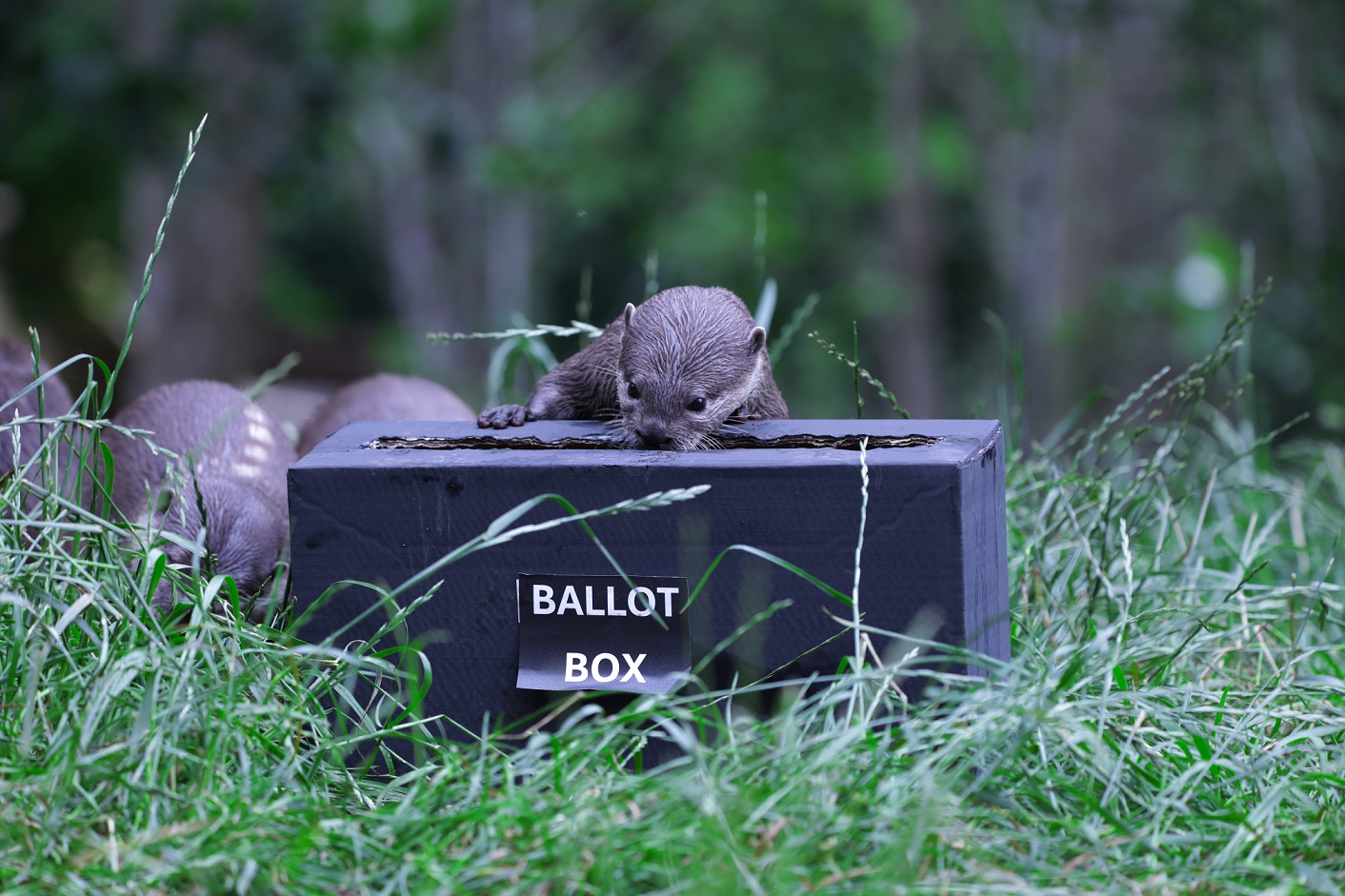 Otter looking inside ballot box enrichment IMAGE: Amy Middleton 2024