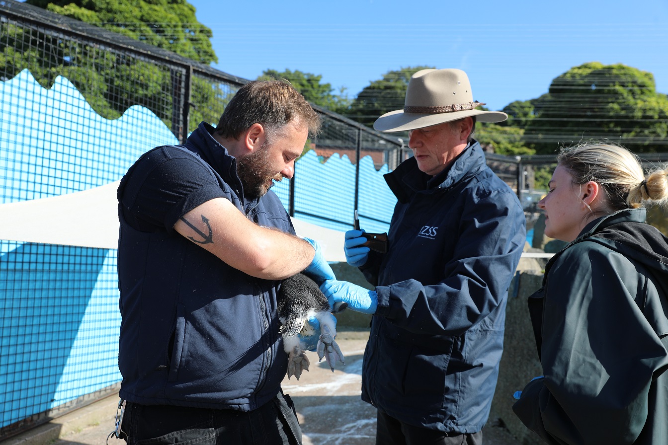 Senior keeper Michael and vet Dr Simon Girling microchipping and vaccinating a penguin chick IMAGE: Amy Middleton 2024