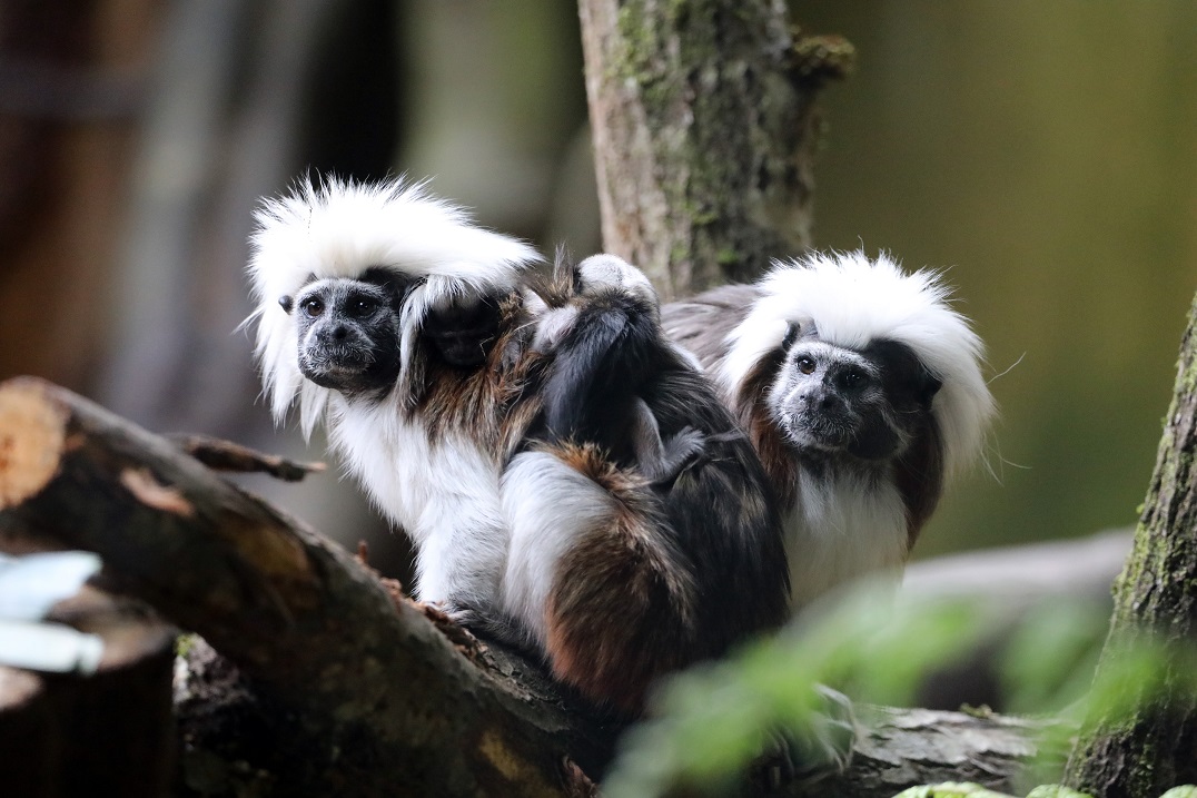 Cotton-top tamarin twins with parents Elf and Zecca IMAGE: Amy Middleton 2024
