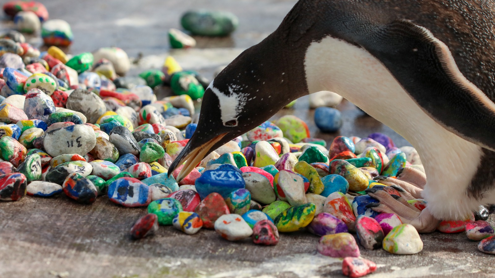 Gentoo penguin picking bright painted pebble - designed by children at ECHC

IMAGE: Rhiordan Langan-Fortune (2024)